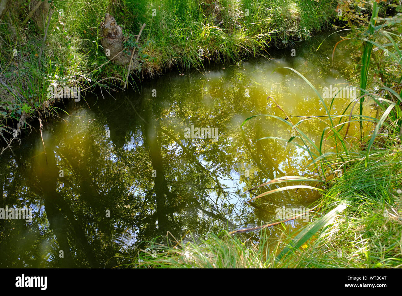 Piante verdi su un tranquillo lago blu su un paesaggio estivo in Banyoles, Catalogna Foto Stock