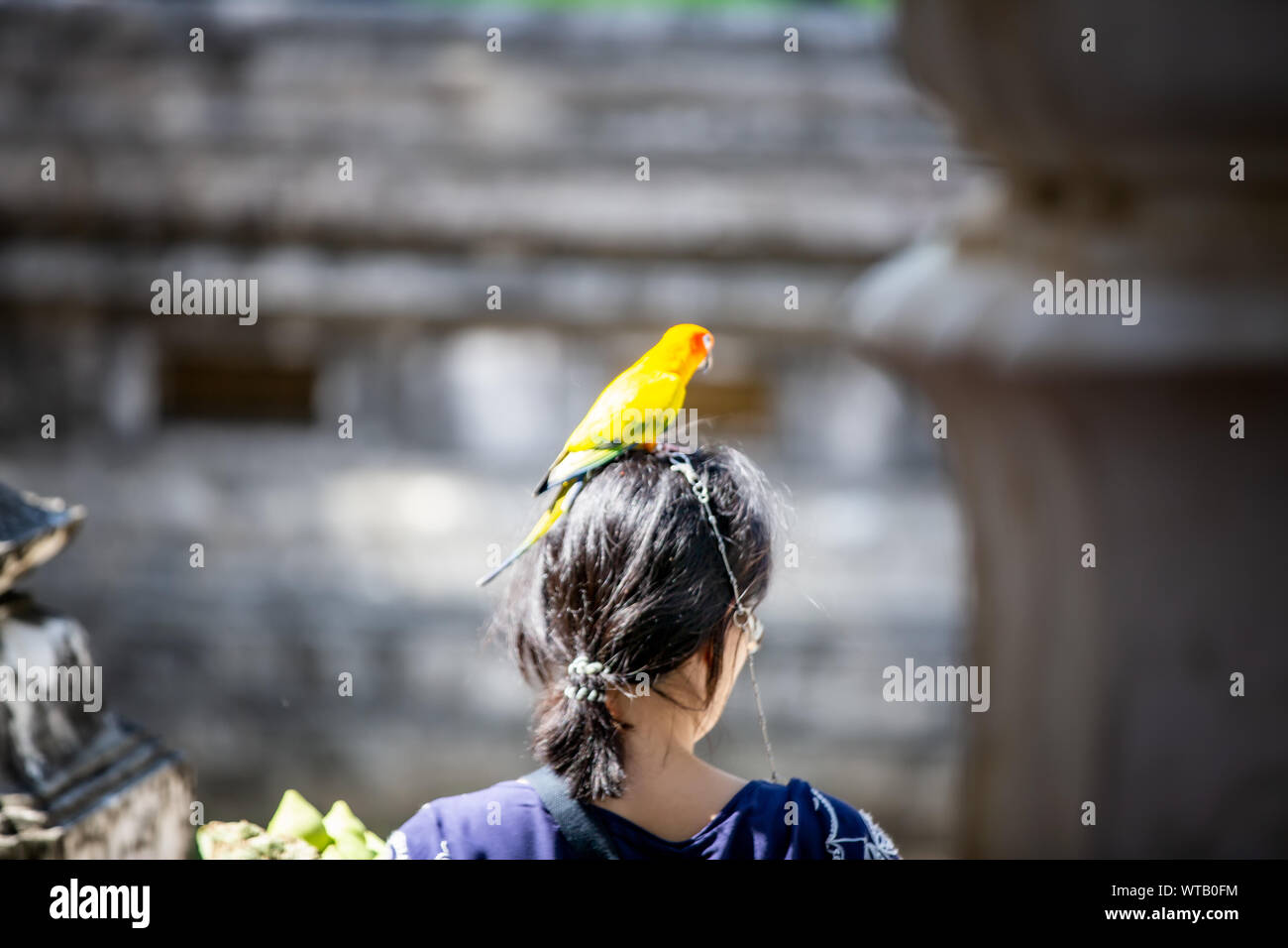 Uccello Giallo sulle donne testa esterna permanente Foto Stock