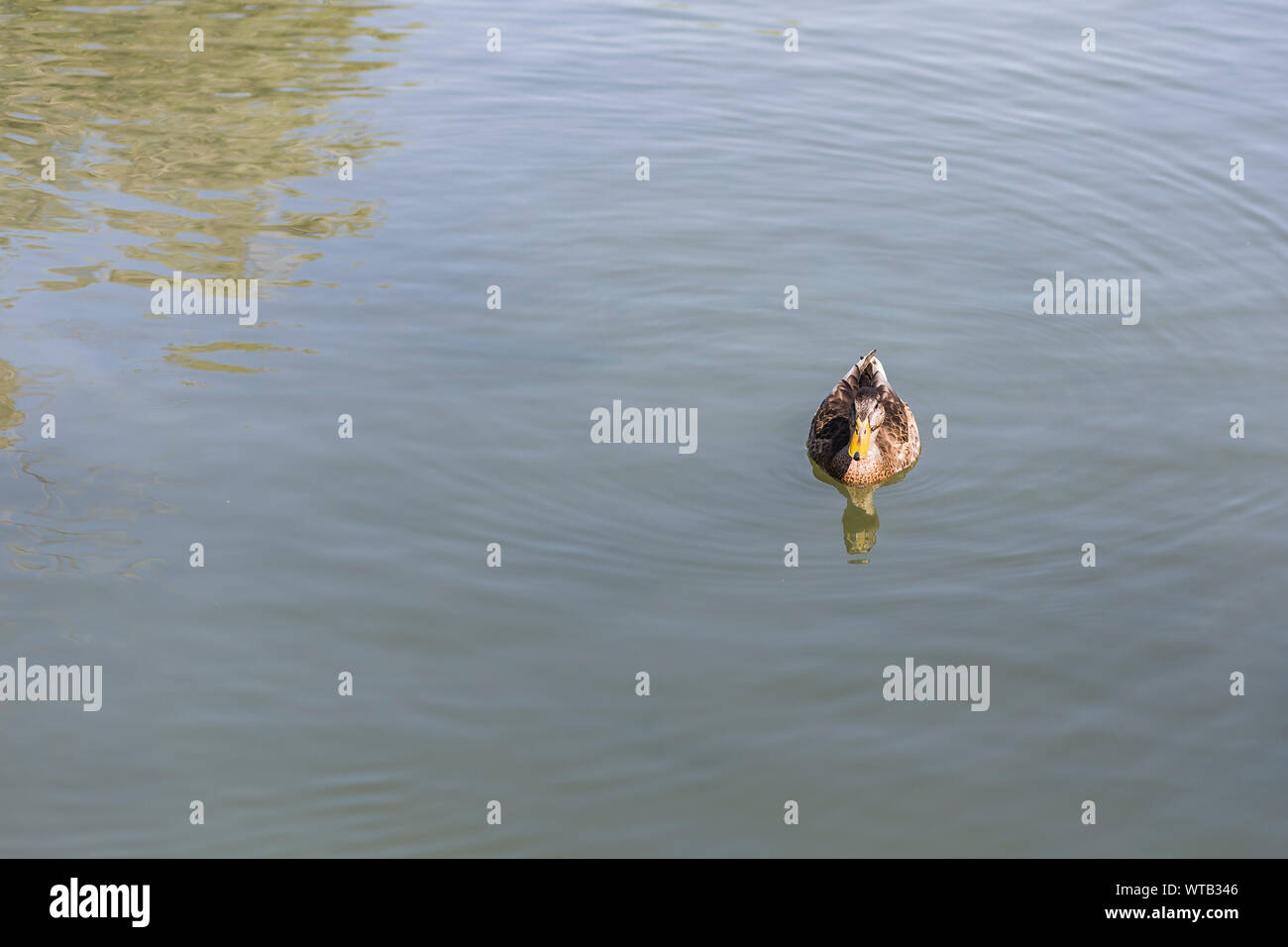 Lonely Duck bird nuoto su un laghetto Foto Stock