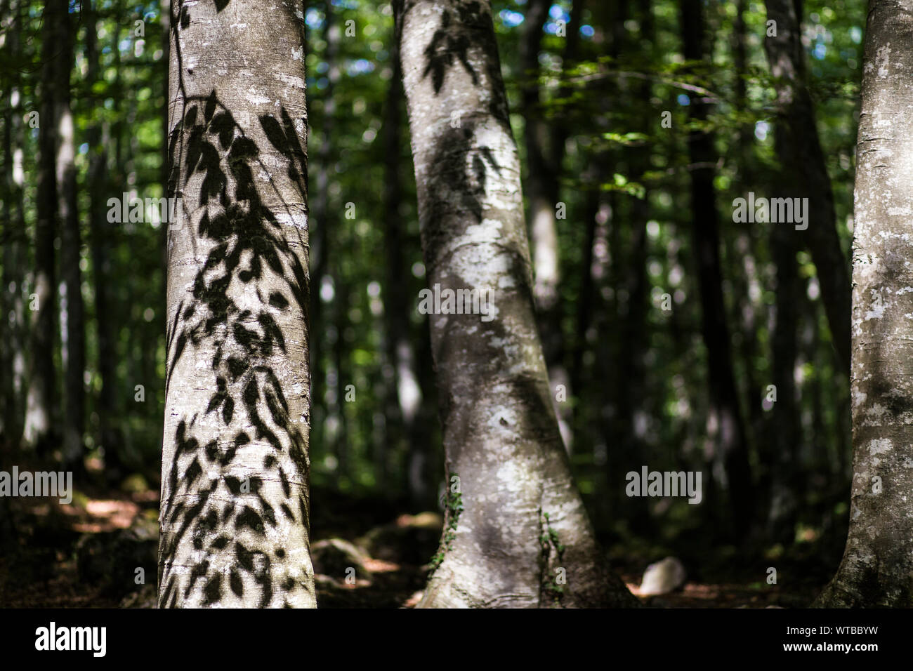 Beech grove paesaggio su una verde foresta scena Foto Stock