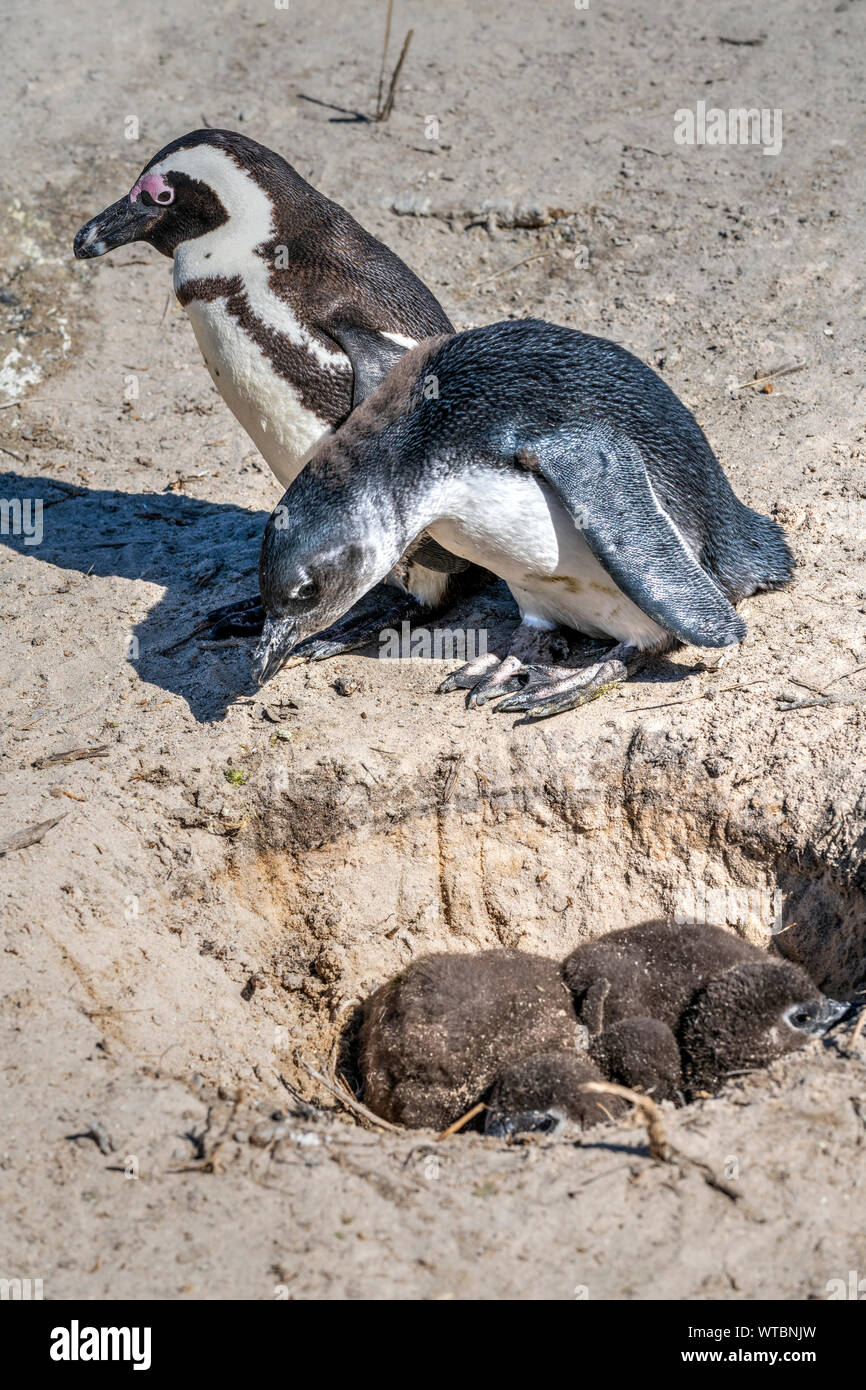 I Penguins africani (Spheniscus demersus), Boulders Beach, Città di Simon, Cape Town, Western Cape, Sud Africa Foto Stock