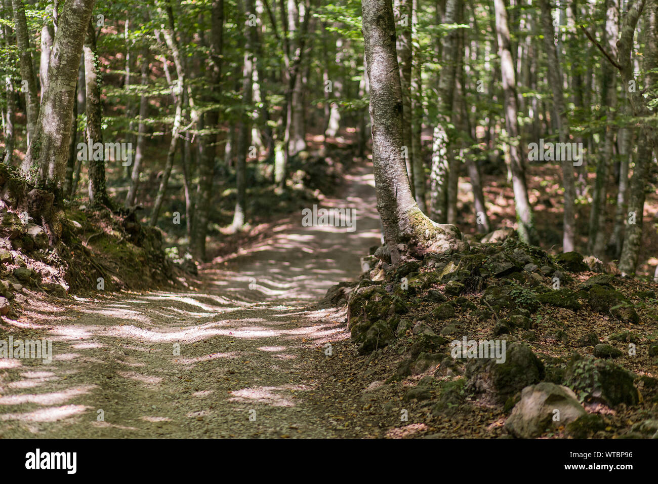 Boschetto di faggio con foglie verdi su una fitta foresta con percorso a piedi Foto Stock