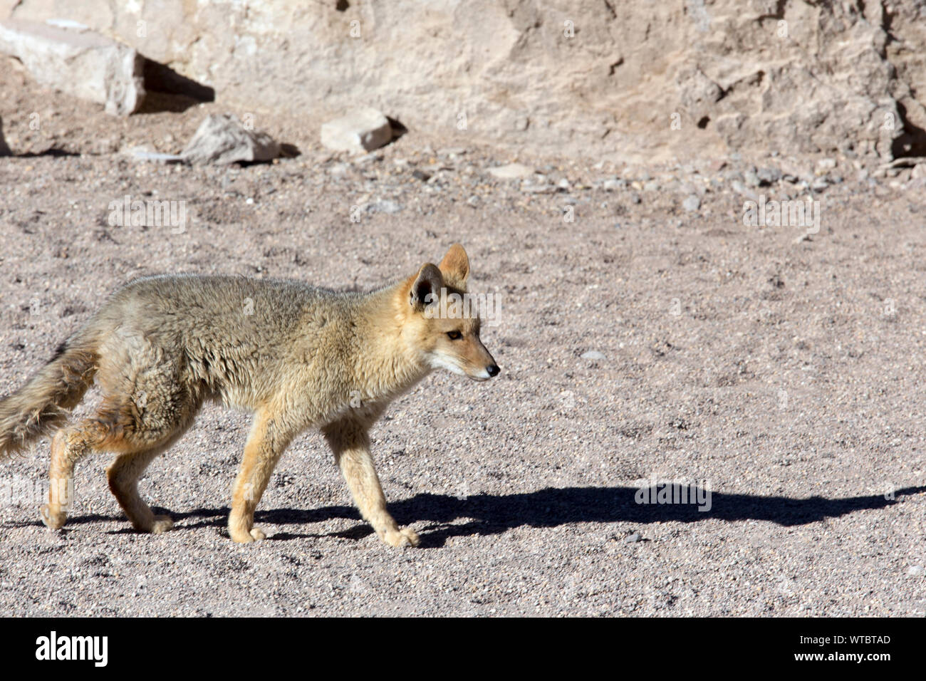 Bella lupo nel deserto di Atacama, Cile Foto Stock