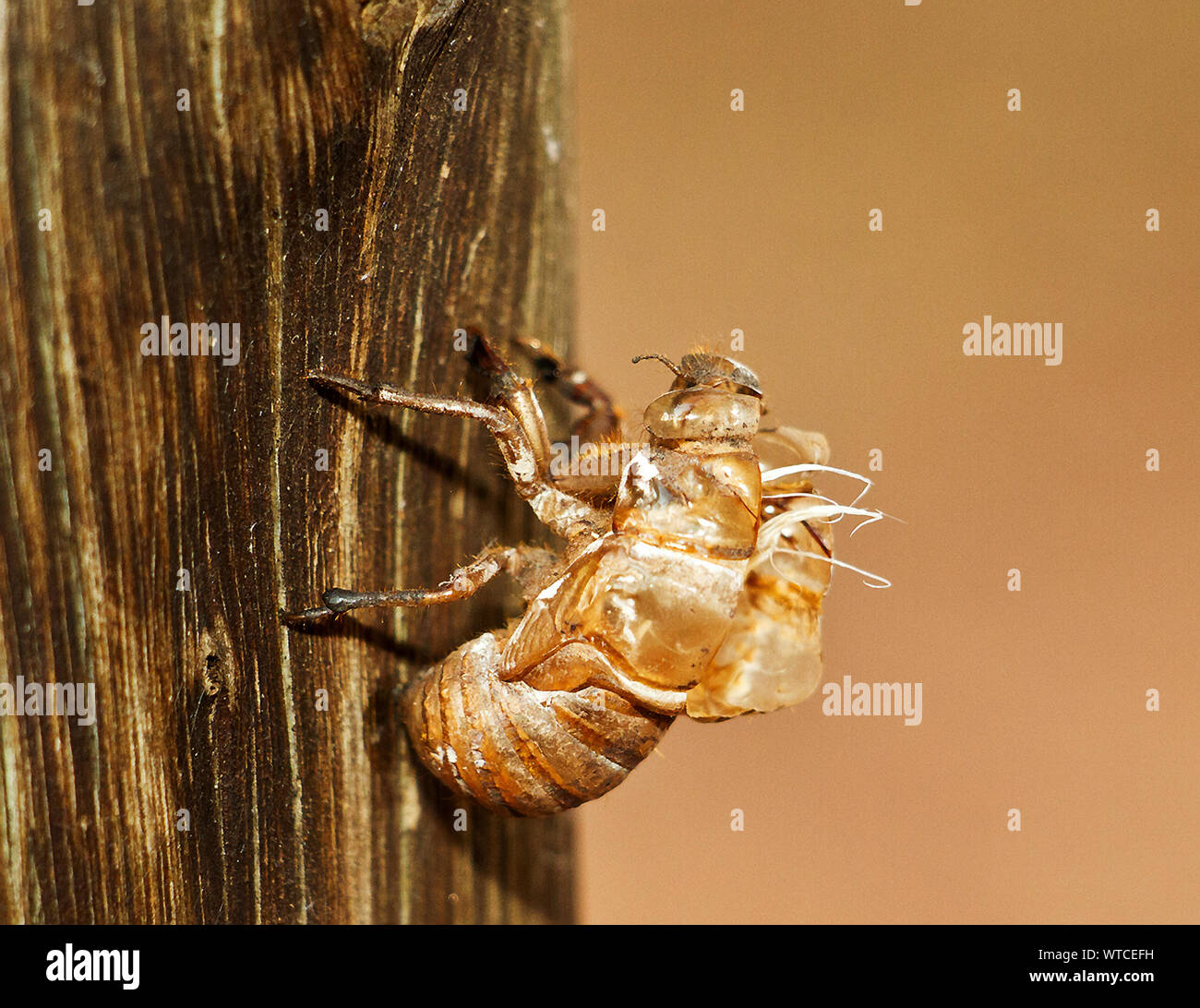 Il vicino perfetto guscio vuoto di una cicala che è emerso nella sua fase adulta durante la notte. La conservazione mostra ancora il tubo spiracle rivestimenti Foto Stock