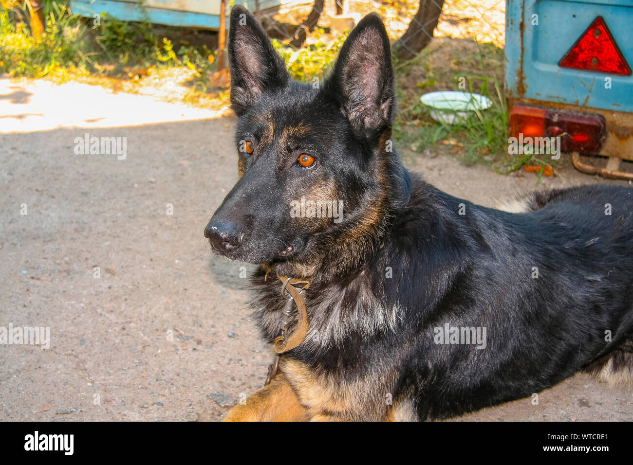 Cane gioioso dell est europeo di razza (ex pastore tedesco). Regione di Dnipropetrovsk, Ucraina. Agosto 2012 Foto Stock