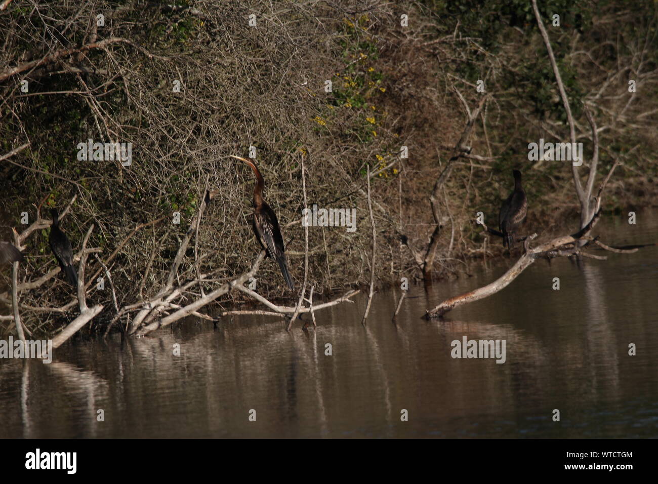 African Darter (Anhinga rufa) a kloof vicino Boknes, Capo orientale, Sud Africa Foto Stock