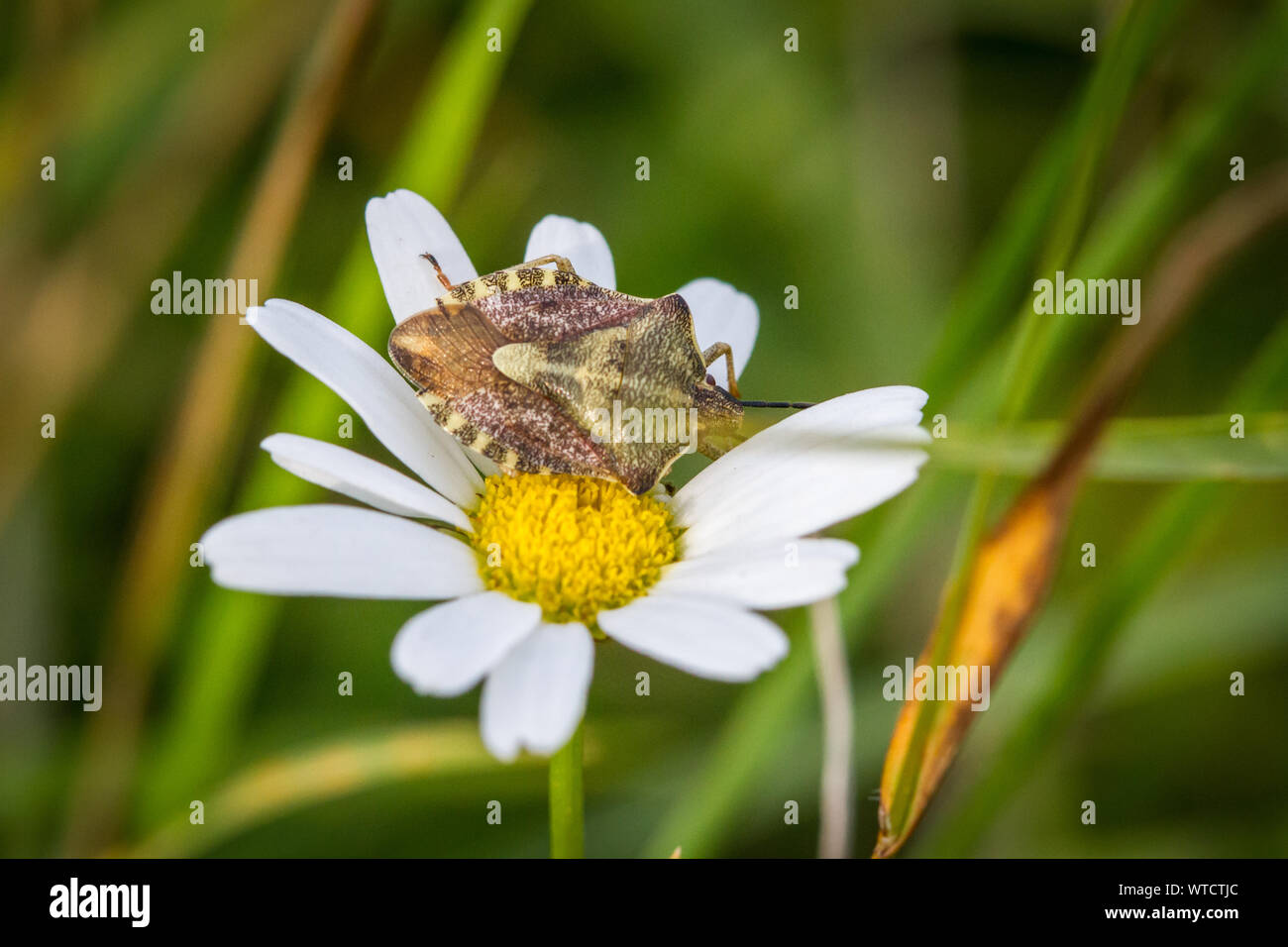Bug di protezione (Carpocoris fuscispinus) su un fiore di camomilla Foto Stock