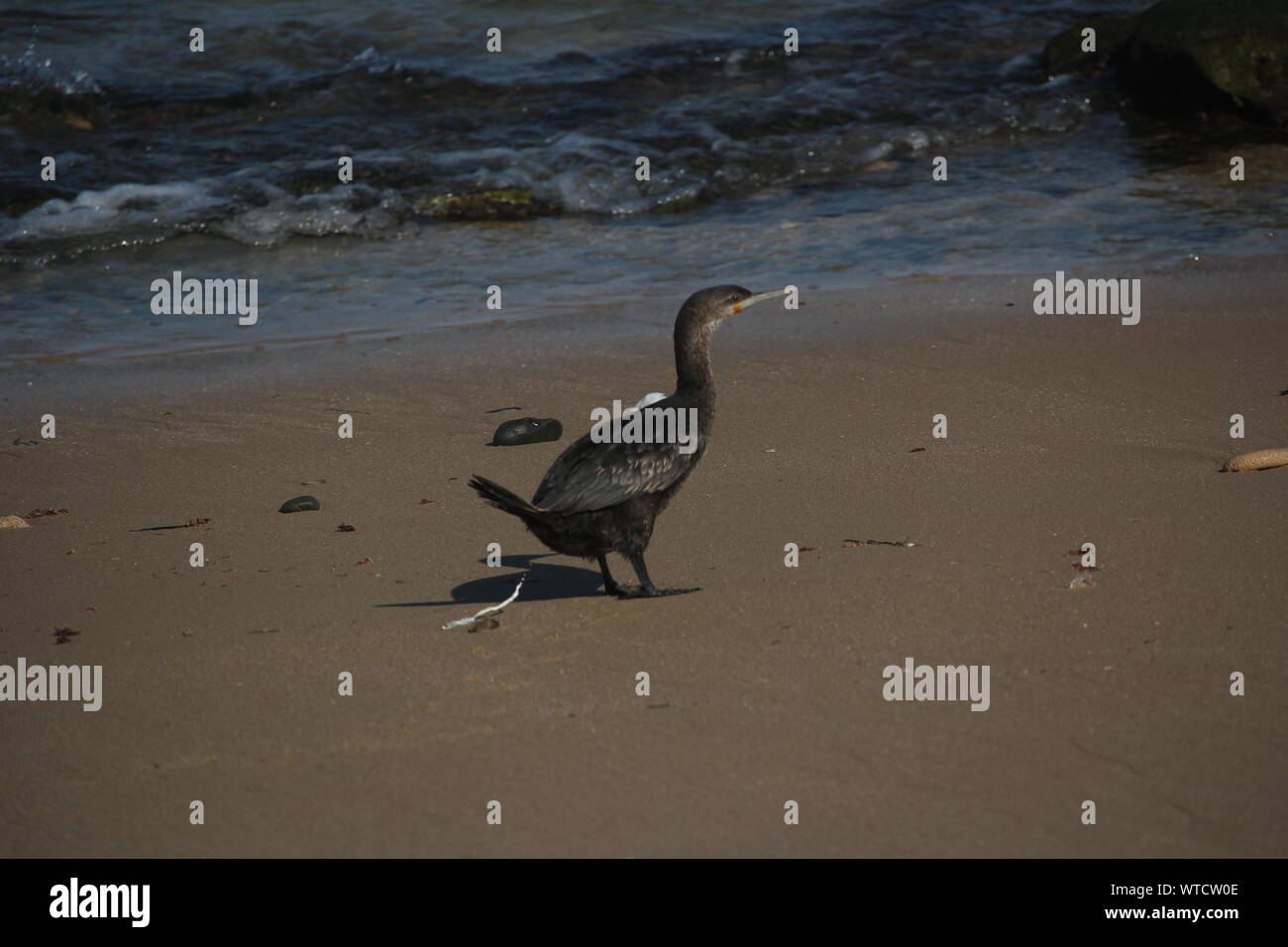 Immaturo Cape cormorano (Phalacrocorax capensis) esporre il suo feci sulla spiaggia vicino a rocce di cannone, Capo orientale, Sud Africa Foto Stock