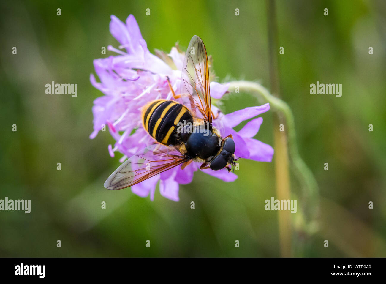 Allattamento al volo (Syrphidae) Foto Stock