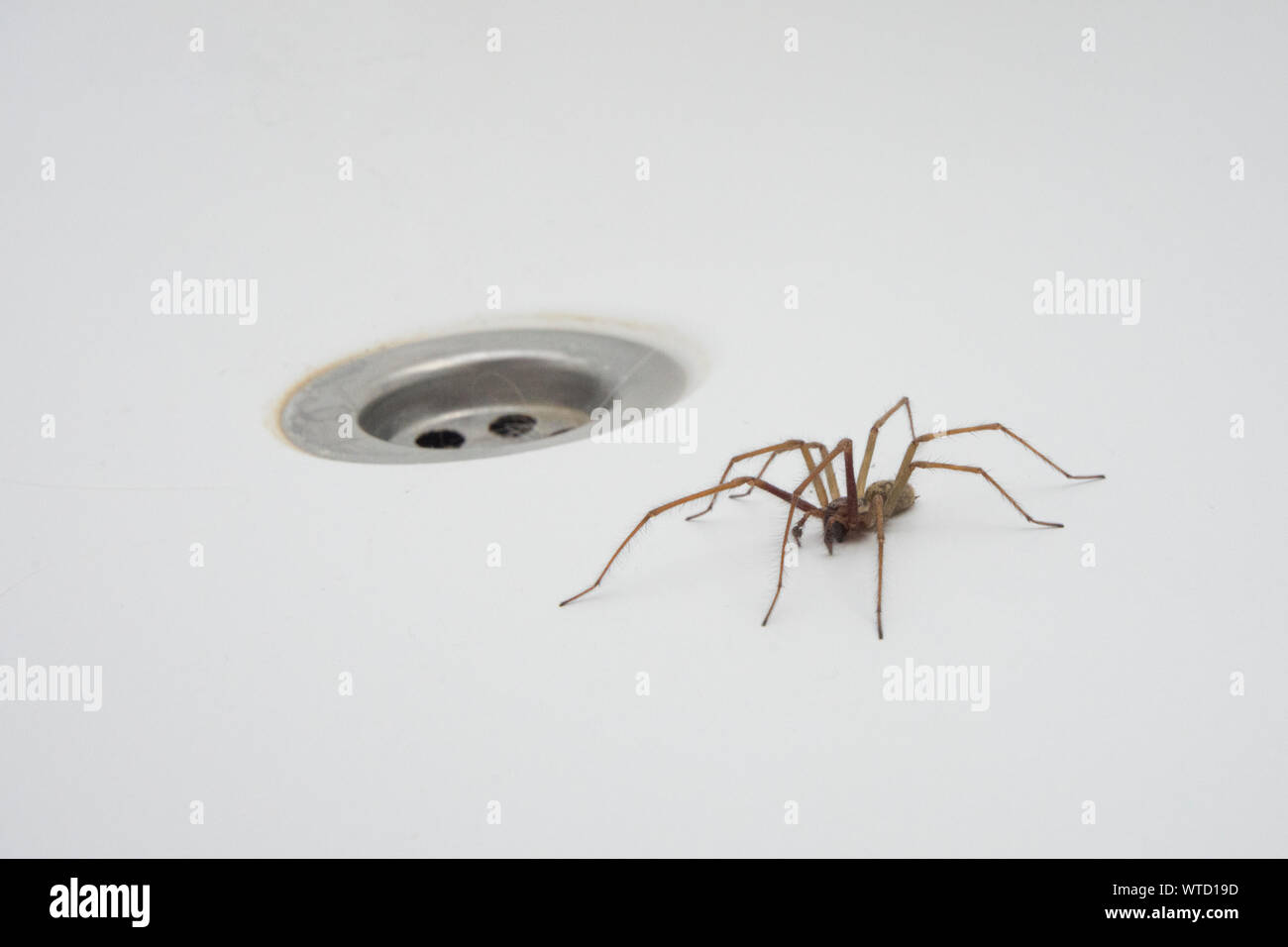 Casa gigante ragno nel bagno accanto al foro del tappo, Eratigena atrica Foto Stock