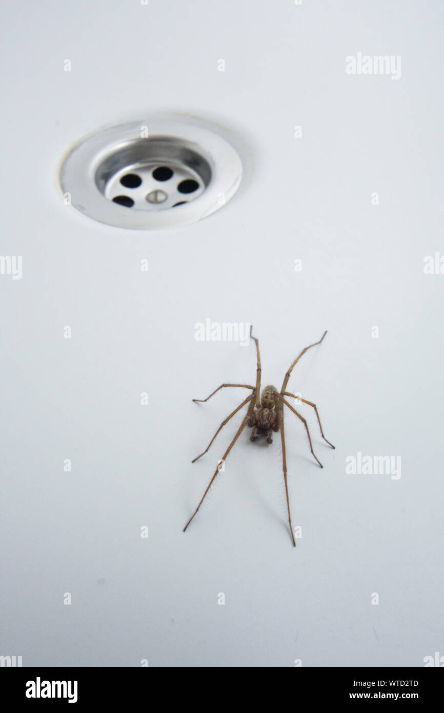 Casa gigante ragno nel bagno accanto al foro del tappo, Eratigena atrica Foto Stock