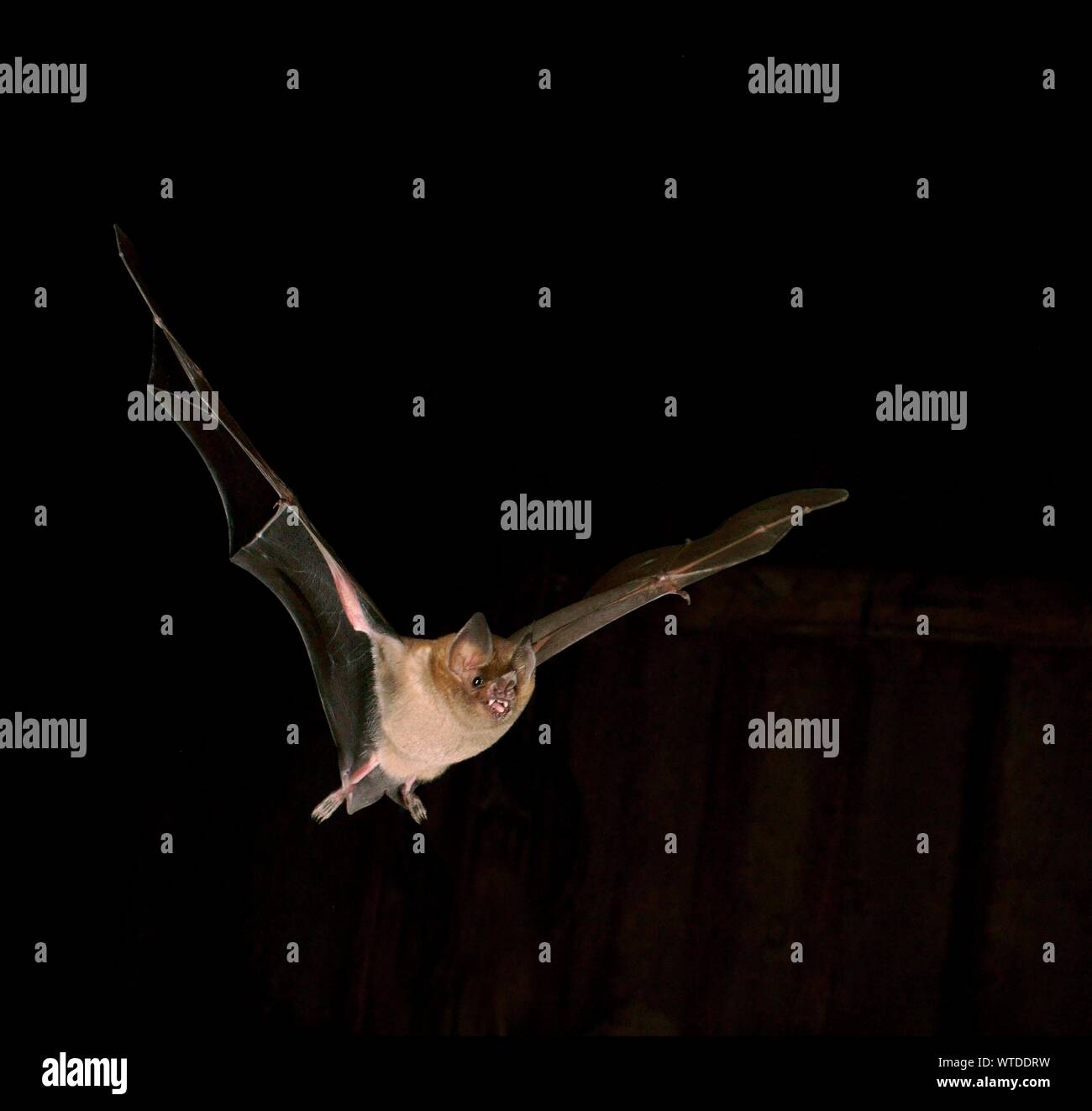 Fringe a labbro bat (Trachops cirrhosus), Pantanal, Mato Grosso, Braslien Foto Stock