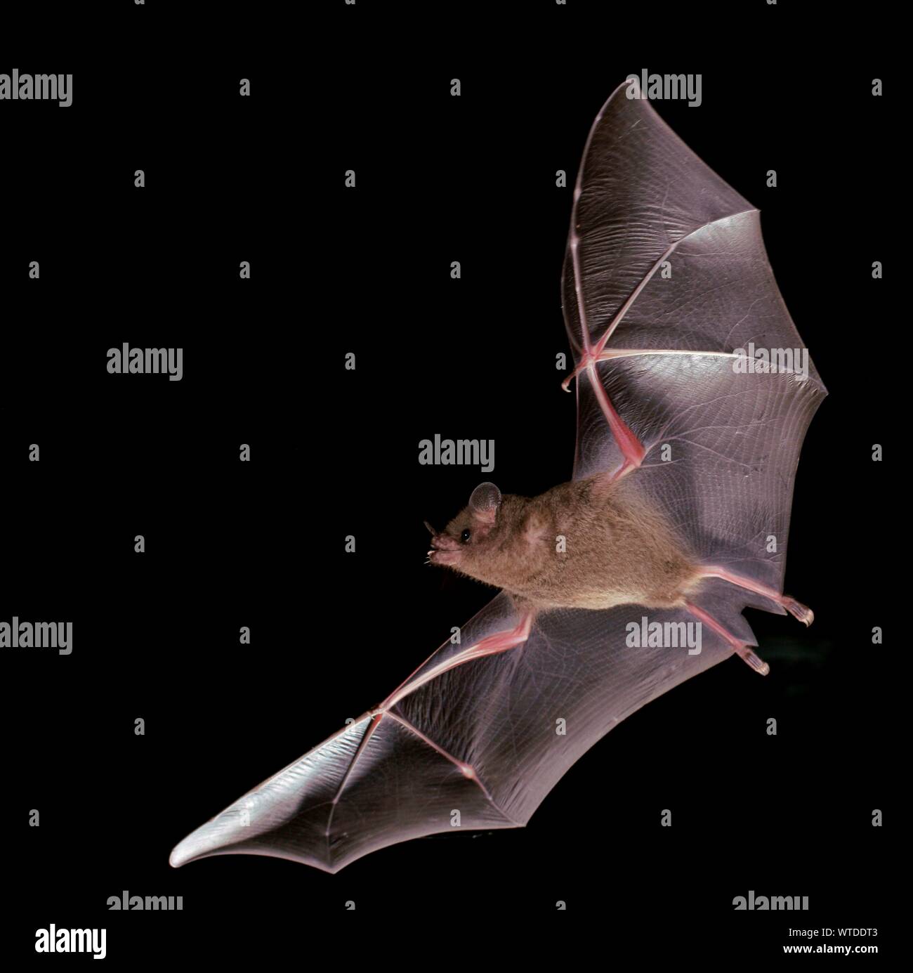 Fringe a labbro bat (Trachops cirrhosus), Pantanal, Mato Grosso, Braslien Foto Stock