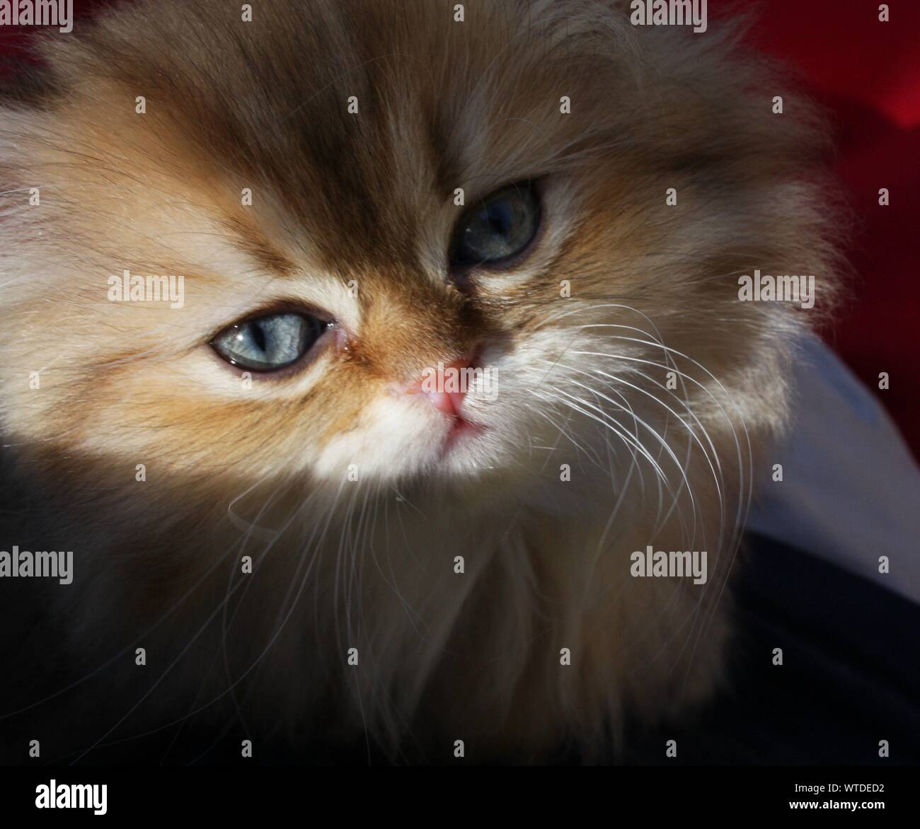 Golden ombreggiato gattino persiano con gli occhi blu Foto Stock