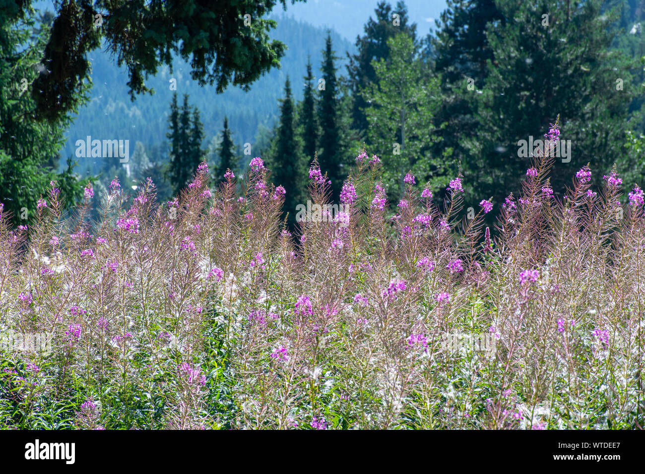 Fiori viola soffiaggio di polline nell'aria nel vento e sole incandescente nel bosco e prato in British Columbia, Canada. Foto Stock