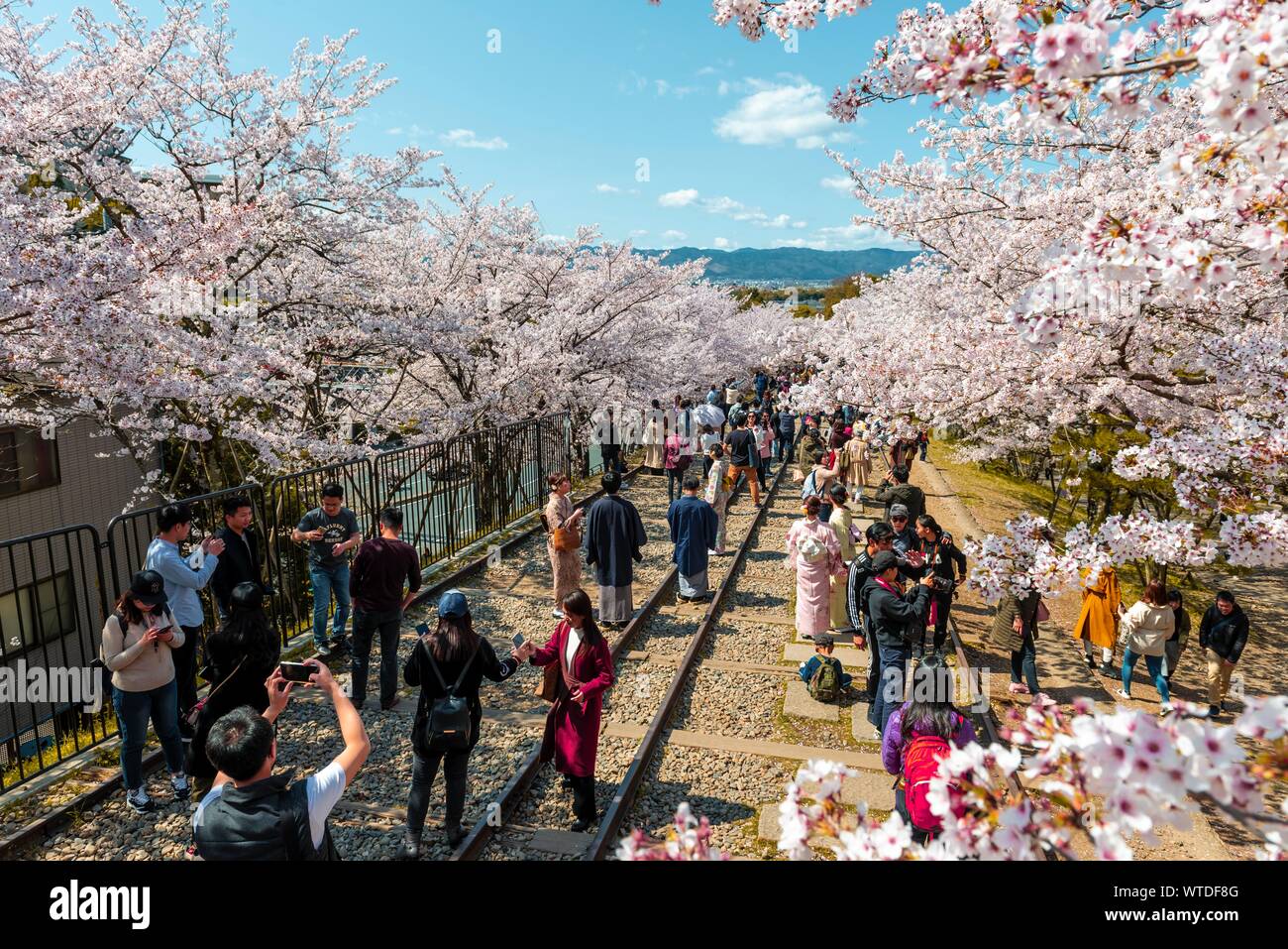 Piste in disuso, Keage Incine, molti giapponesi godere la fioritura dei ciliegi, Kyoto, Giappone Foto Stock
