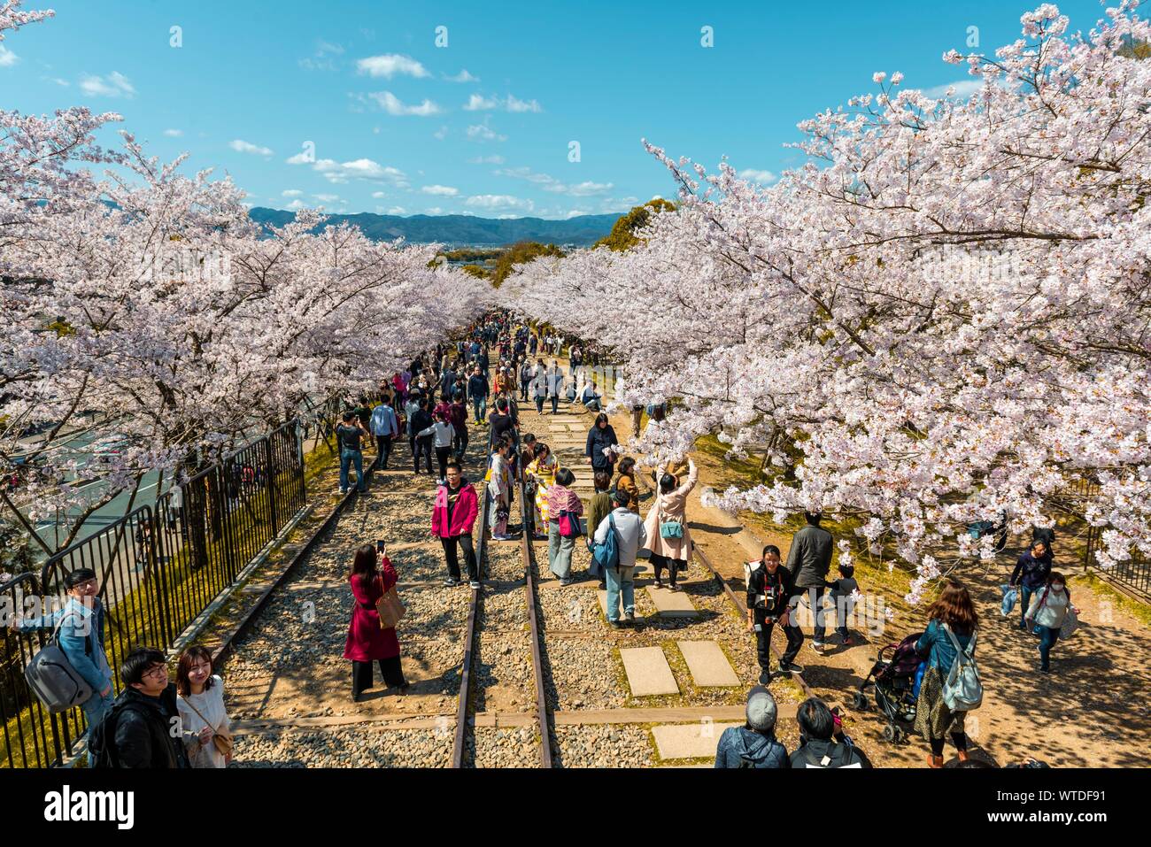Keage Incine, vecchi brani, molti giapponesi godere la fioritura dei ciliegi, Kyoto, Giappone Foto Stock