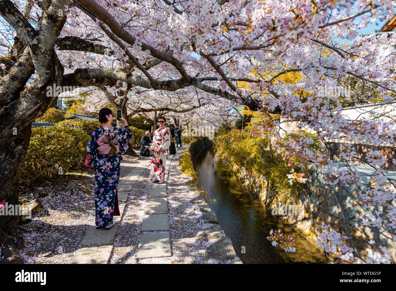 Il sentiero pedonale lungo un canale, la fioritura dei ciliegi in Primavera, filosofo di percorso o Tetsugaku no Michi, Kyoto, Giappone Foto Stock