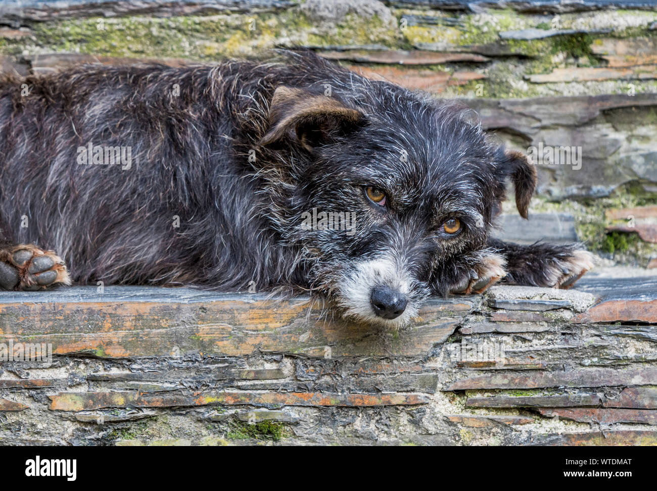 Vecchio cane per le strade del remoto villaggio schista di Piodao, Portogallo Foto Stock