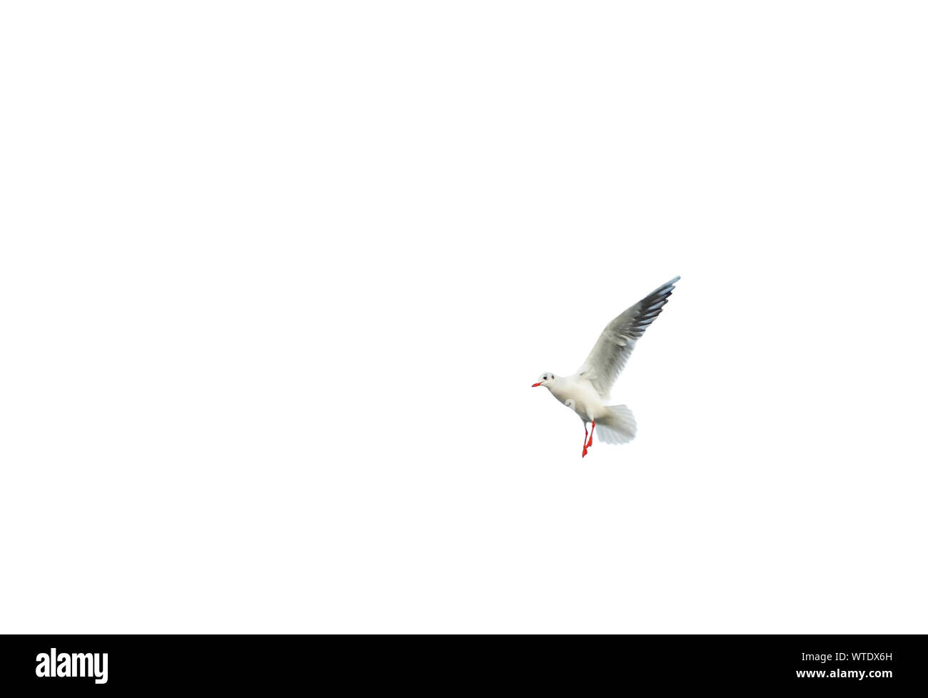 Flying Seagull sulla isolato sullo sfondo bianco. Foto Stock