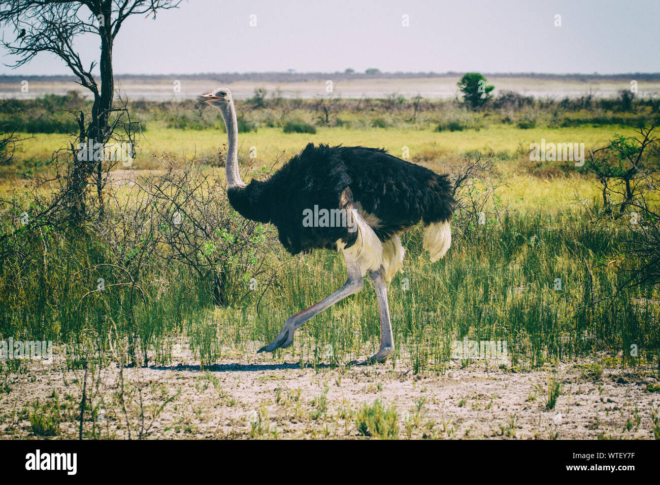 Un adulto di sesso maschile (struzzo Struthio camelus) nel suo habitat naturale della savana africana. Foto Stock