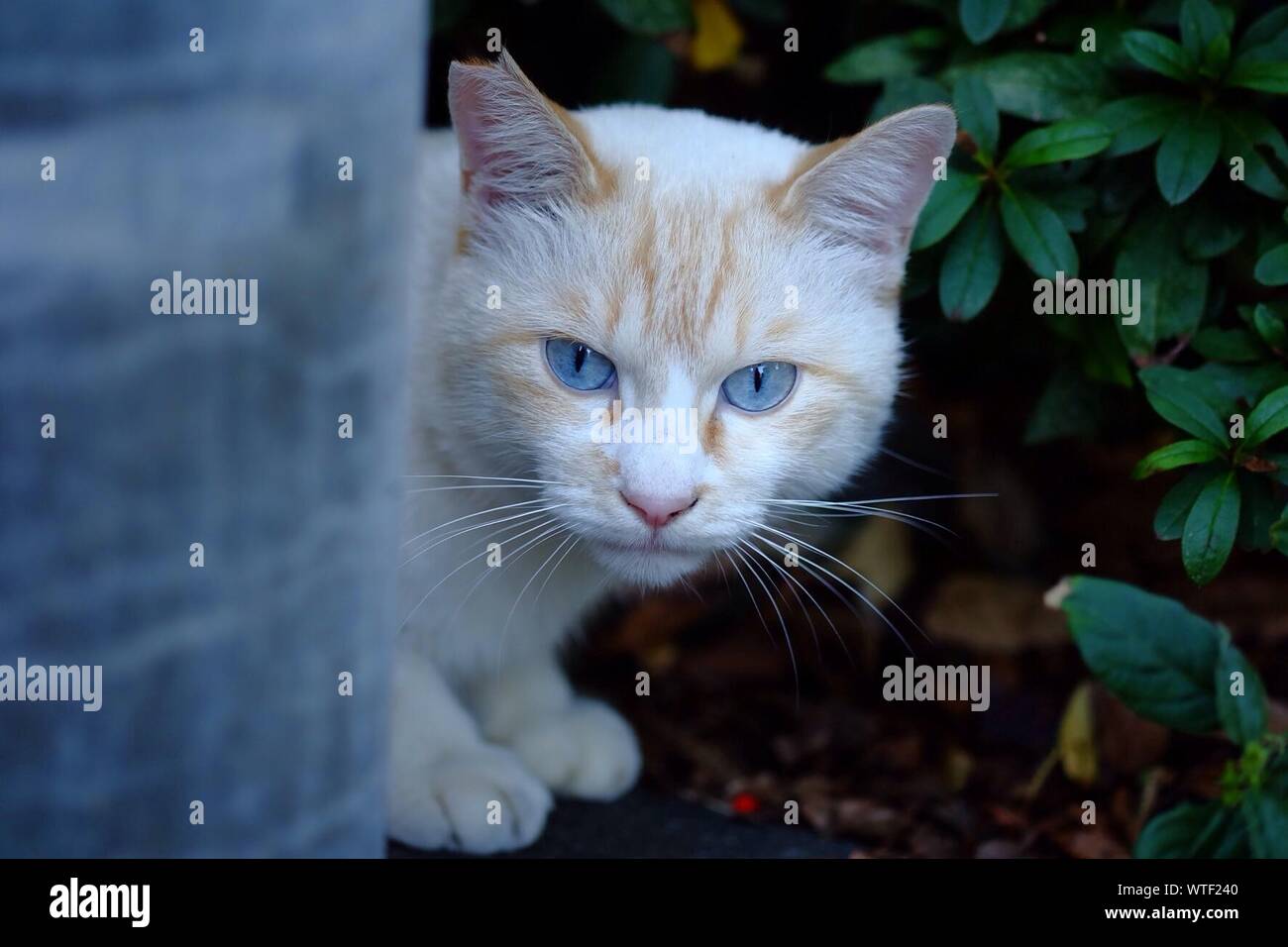 Gatto con gli occhi blu guardando la fotocamera Foto Stock