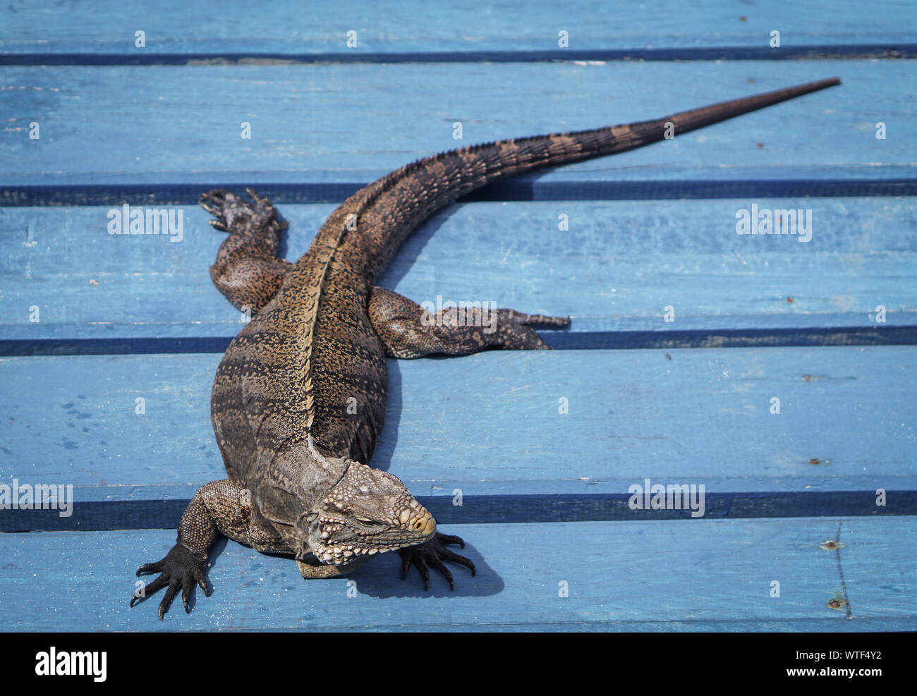 Lizard su un blu pavimento in legno Foto Stock