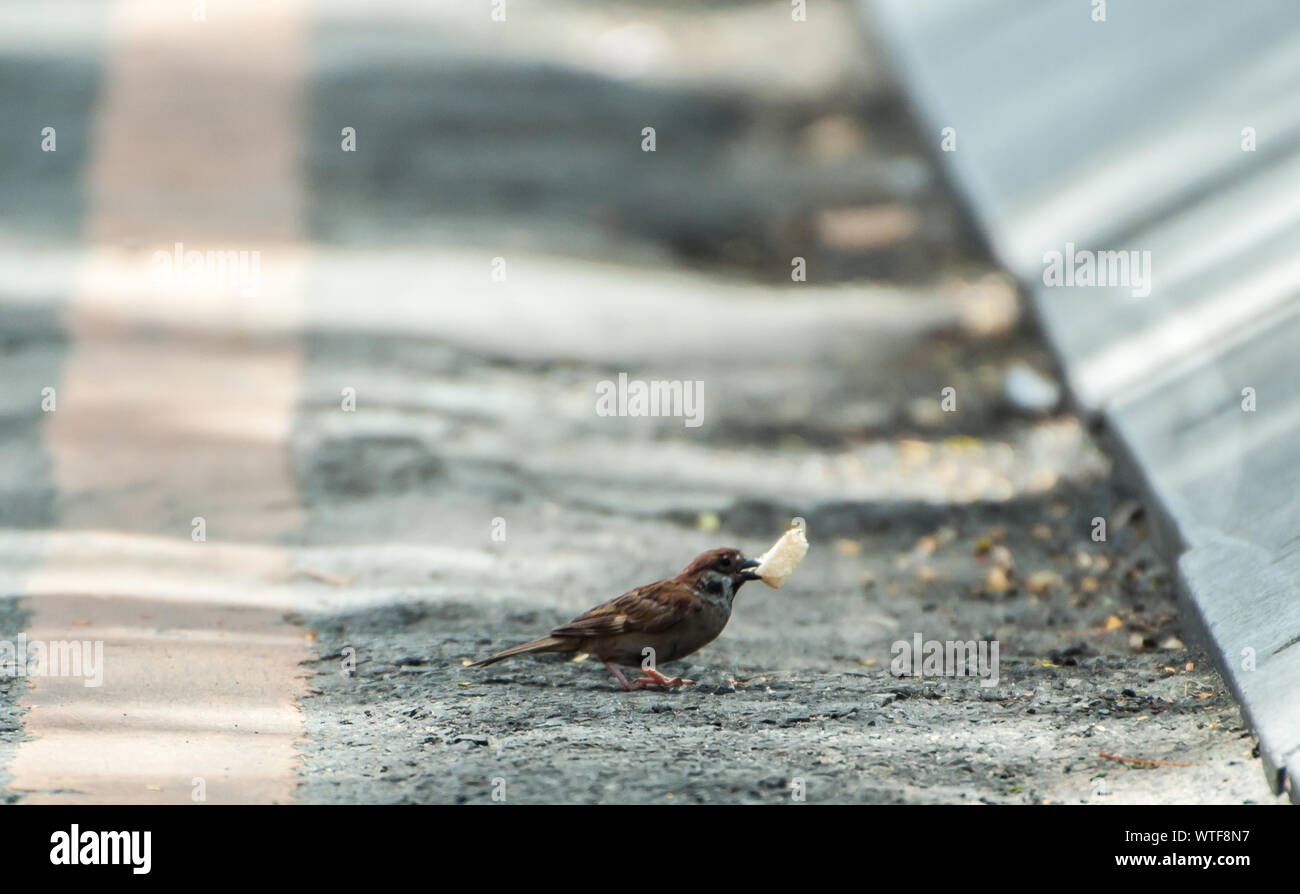 Sparrow con il cibo sulla strada Foto Stock