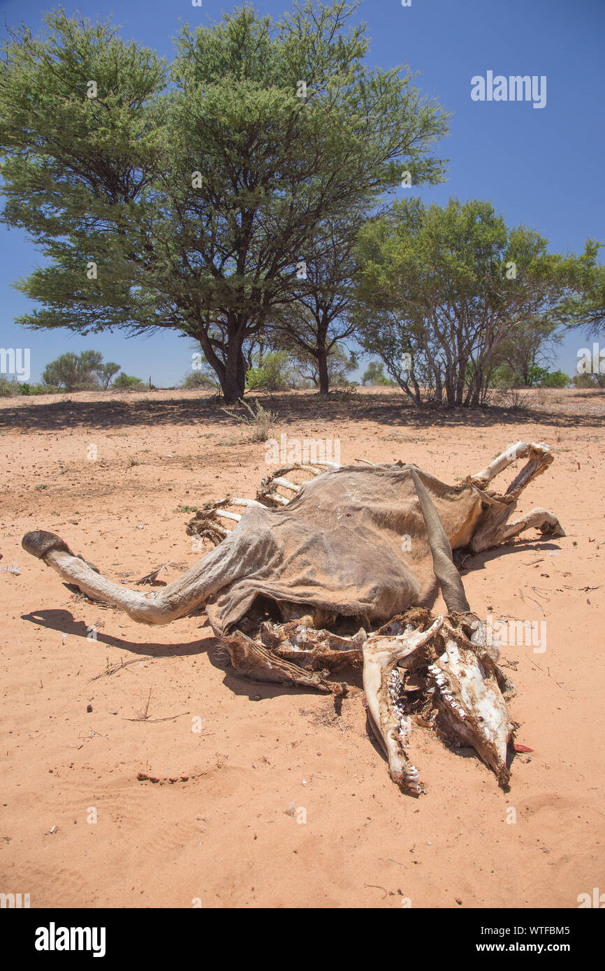 I resti di un adulto Eland (Taurotragus oryx) dopo aver ceduto a una mancanza di cibo e di acqua. Foto Stock
