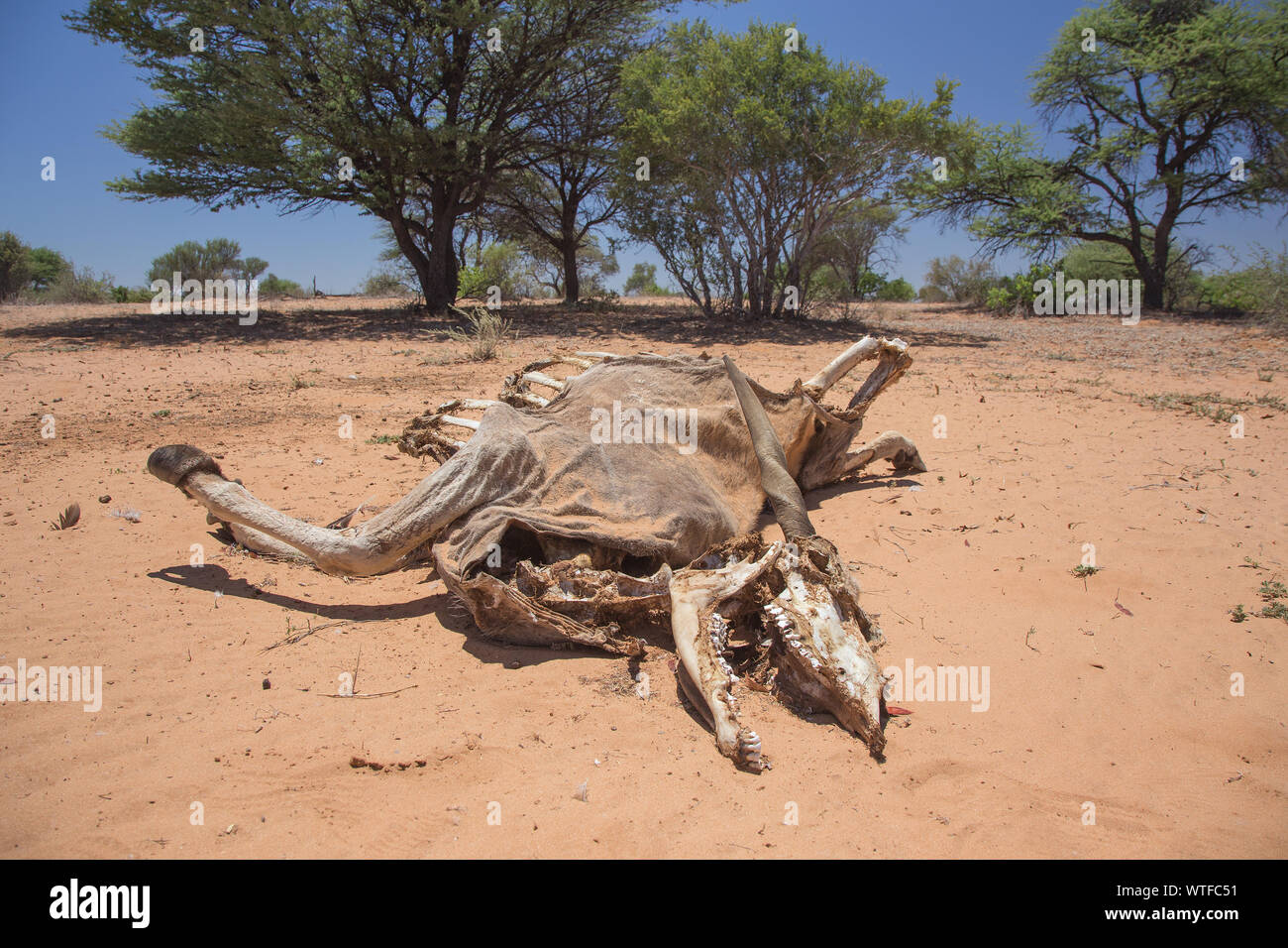 I resti di un adulto Eland (Taurotragus oryx) dopo aver ceduto a una mancanza di cibo e di acqua. Foto Stock