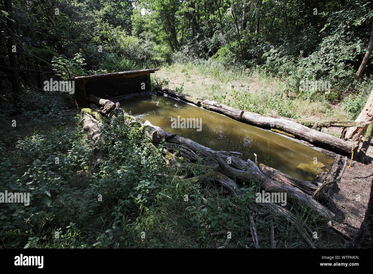 Piscina Infinity per la fotografia di uccelli vicino Tiszaalpar Ungheria Foto Stock