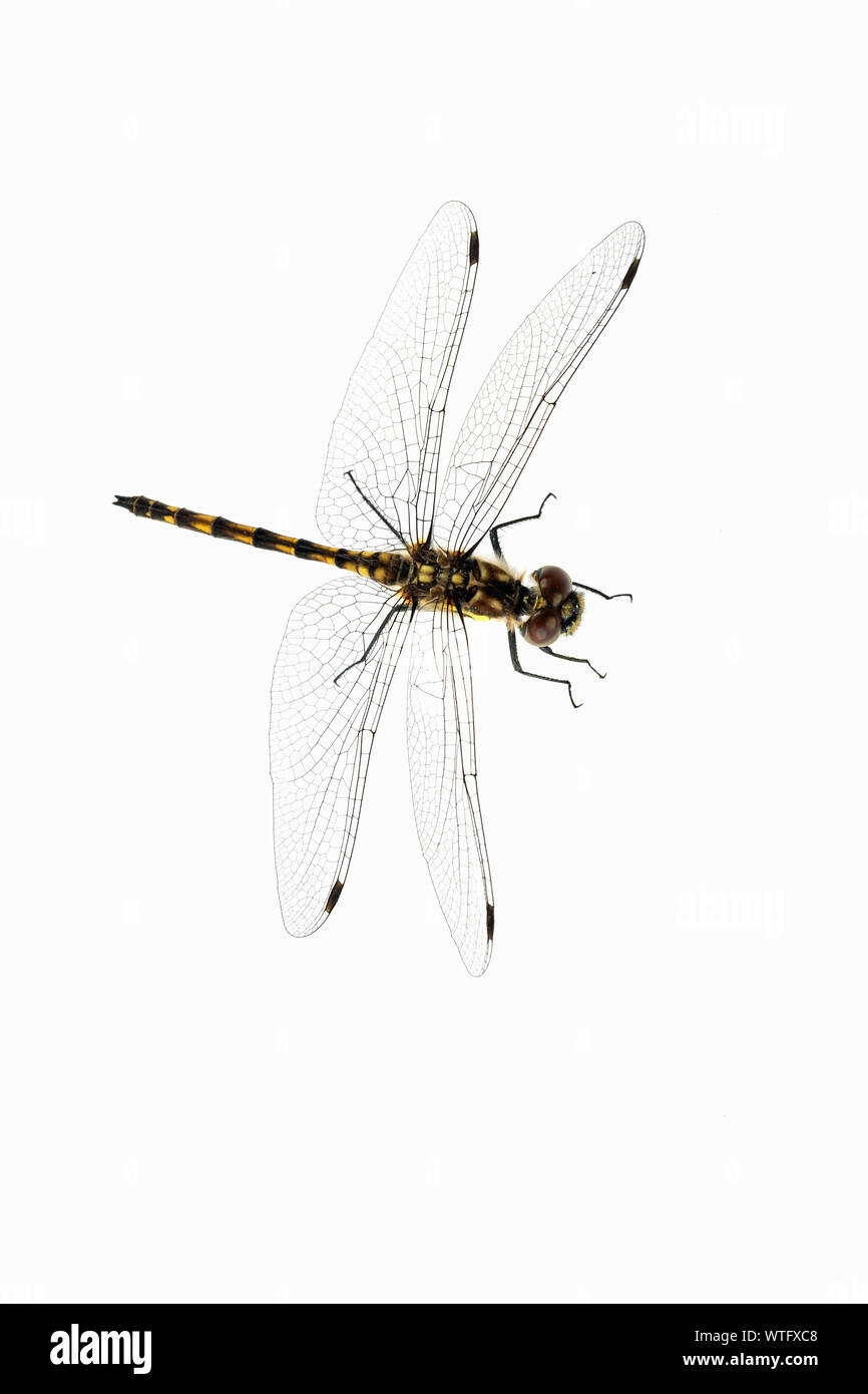 Un singolo dragonfly isolato su uno sfondo bianco Foto Stock