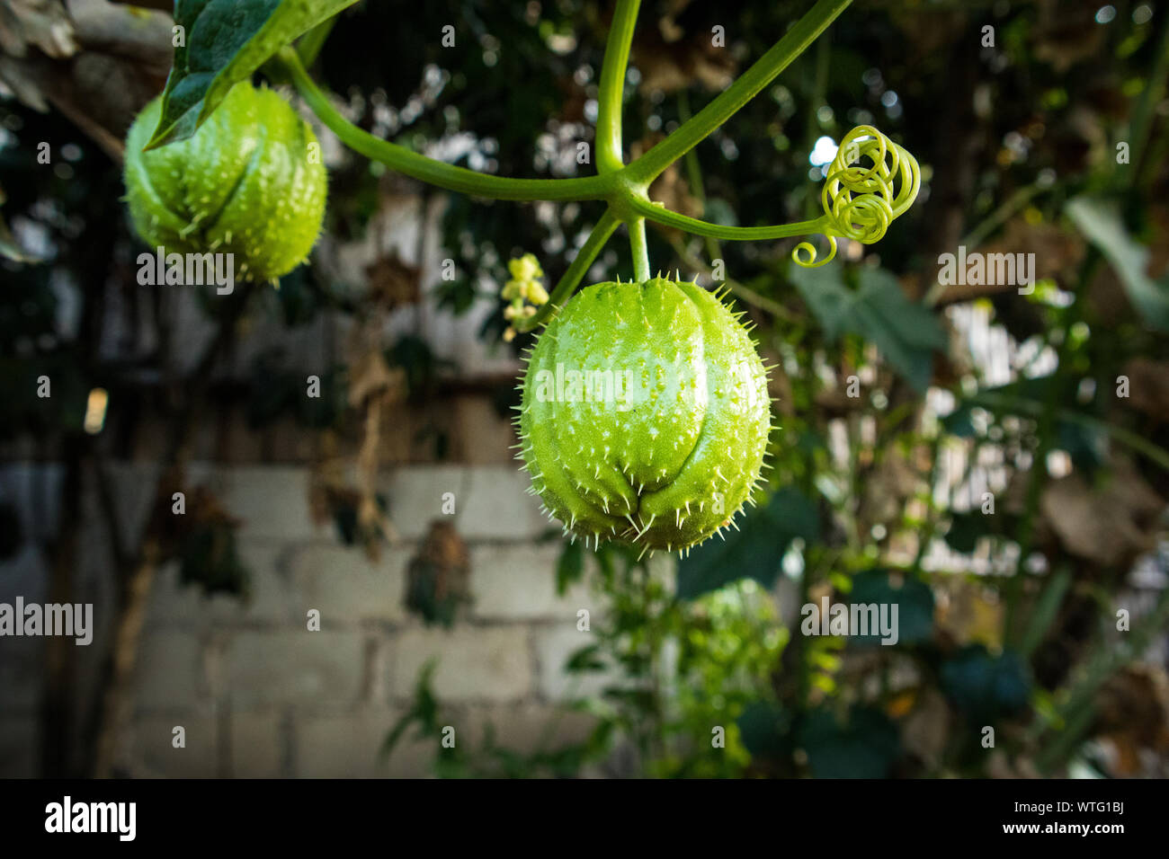 Chayote spinosa che cresce su vite in Guatemala Foto Stock