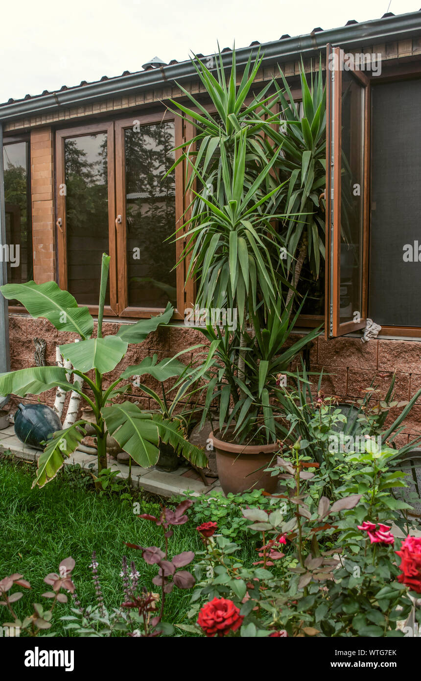 Vetrata cucina estiva nel cortile tra le piante ornamentali in vaso, cespugli di rose fiorite e brocche di argilla contro la parete Foto Stock
