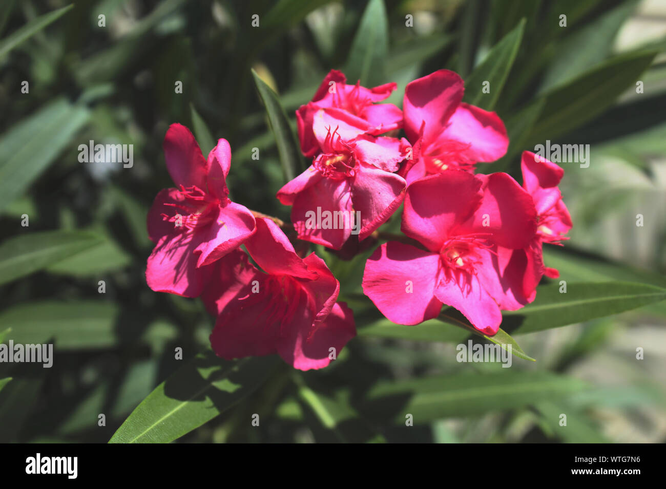 Fiore rosa con foglie di colore verde nel centro della città sopravvivere dal fumo Foto Stock