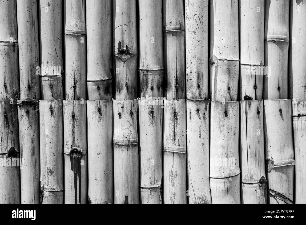 Texture di bambù la configurazione di sfondo Foto Stock