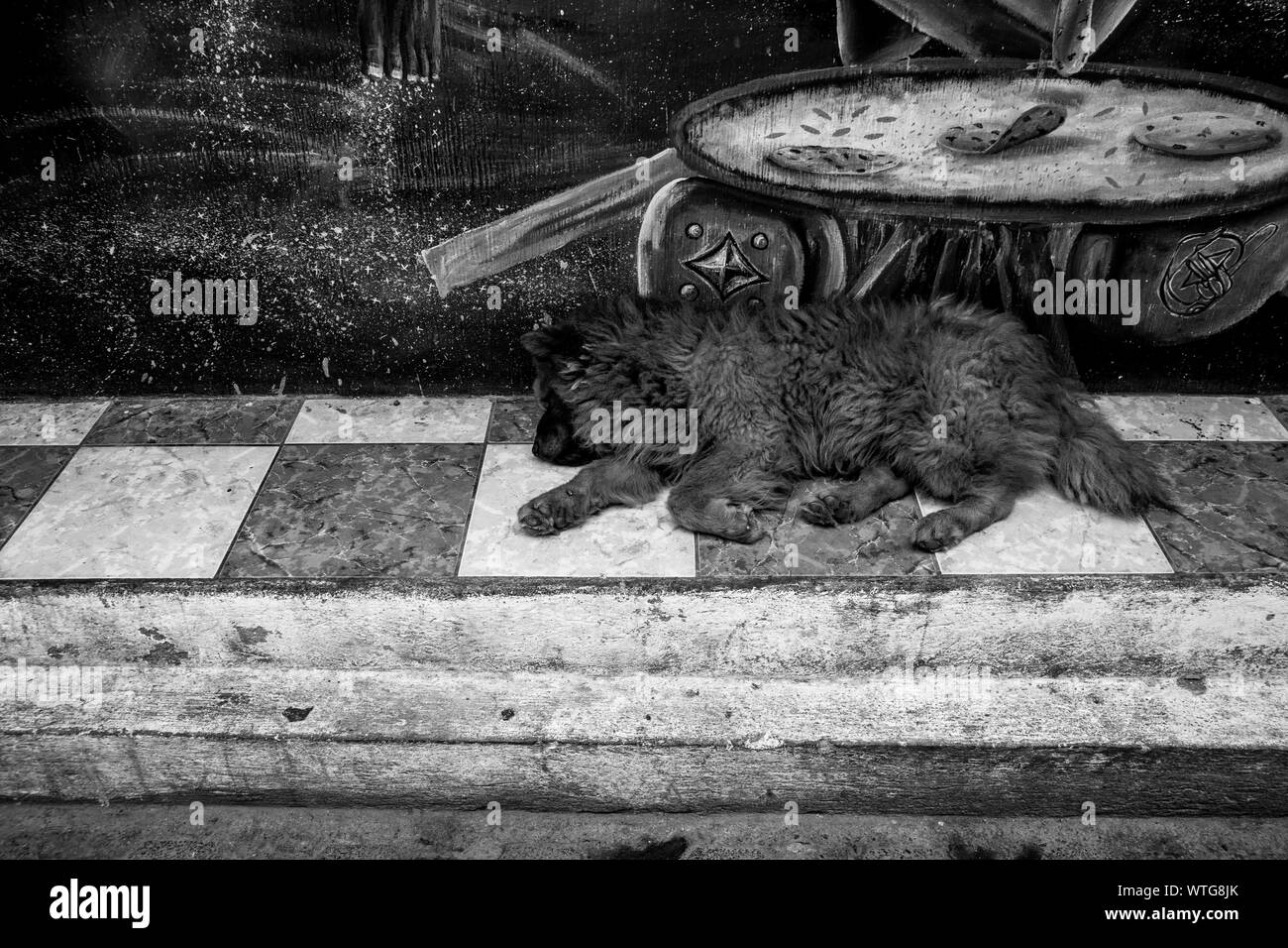 Sleeping Street cane in Guatemala Foto Stock