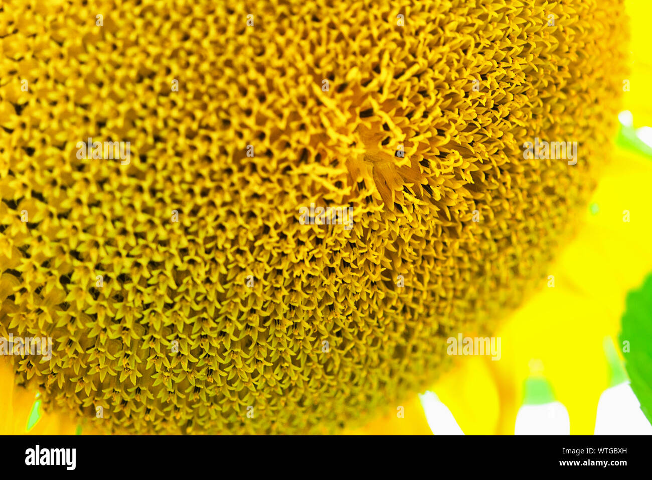 La testa di un girasole con molti fiori che si trasformerà in semi. Una grande fioritura in primo piano. Foto Stock