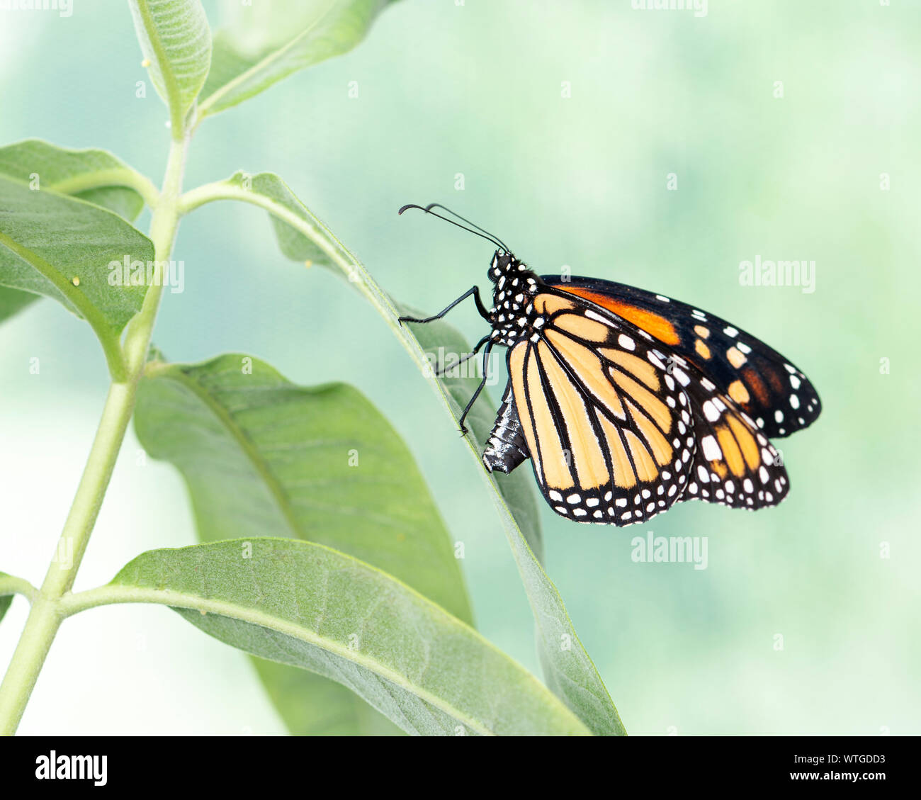 Farfalla monarca (danaus plexippus) femmina deposizione delle uova su un impianto milkweed Foto Stock