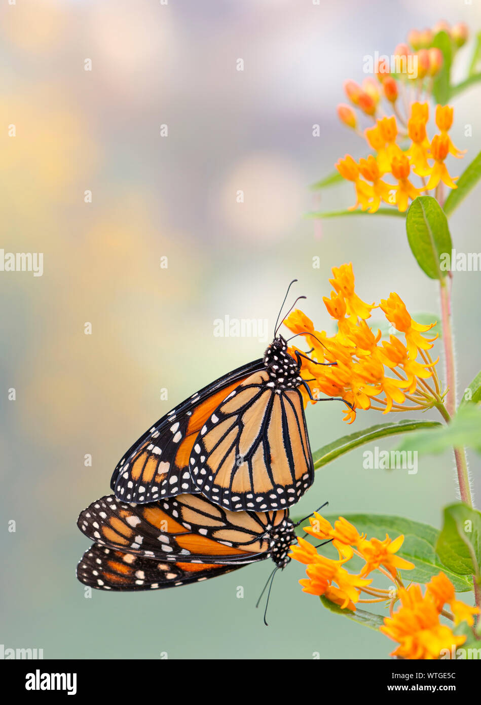 Coppia (2) di farfalle monarca (Danaus plexippus) coniugata, mentre il maschio butterfly si nutre di nettare di un fiore milkweed (asclepias tuberosa) Foto Stock