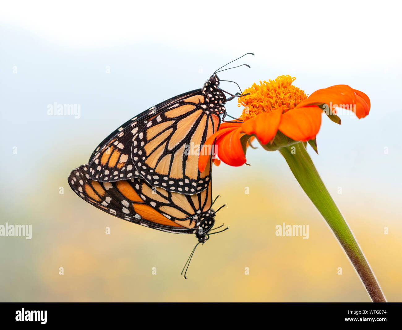 Coppia (2) di farfalle monarca (Danaus plexippus) coniugata, mentre il maschio butterfly si nutre di nettare di un fiore milkweed (asclepias tuberosa) Foto Stock