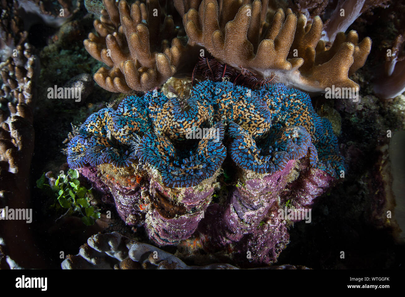 Una bellissima giant clam Tridacna maxima, cresce su una barriera corallina in Raja Ampat, Indonesia. Foto Stock