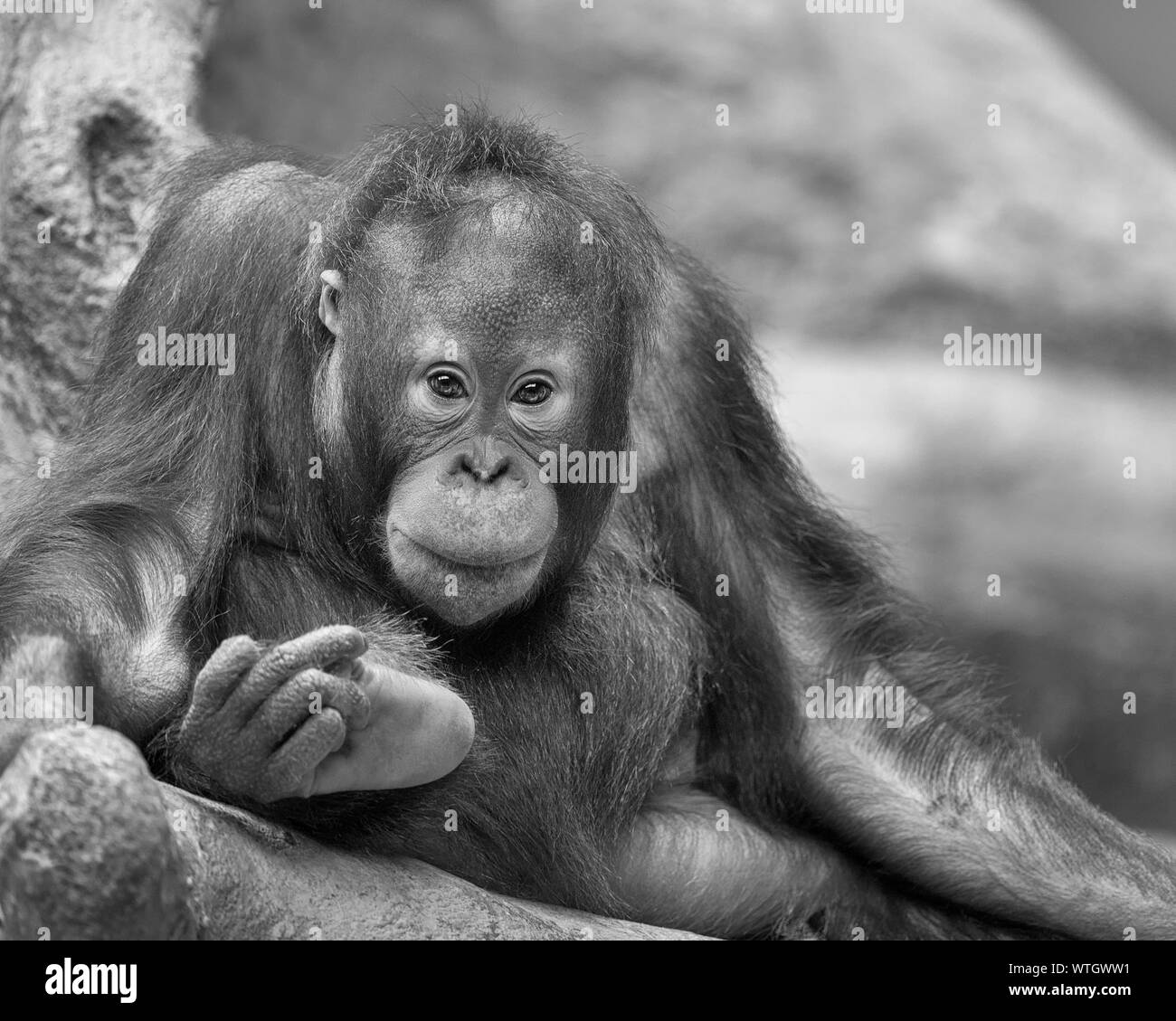 Giovani orangutan con mano sul piede Foto Stock