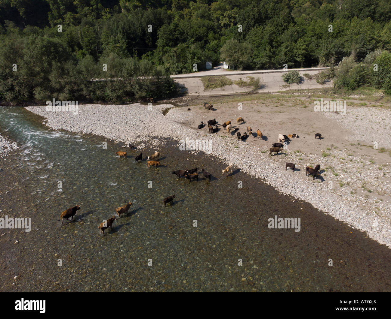 Vista aerea della mandria di mucche vicino con il fiume. Drone foto del plein air di fiume e campo verde con la mandria di mucche Foto Stock