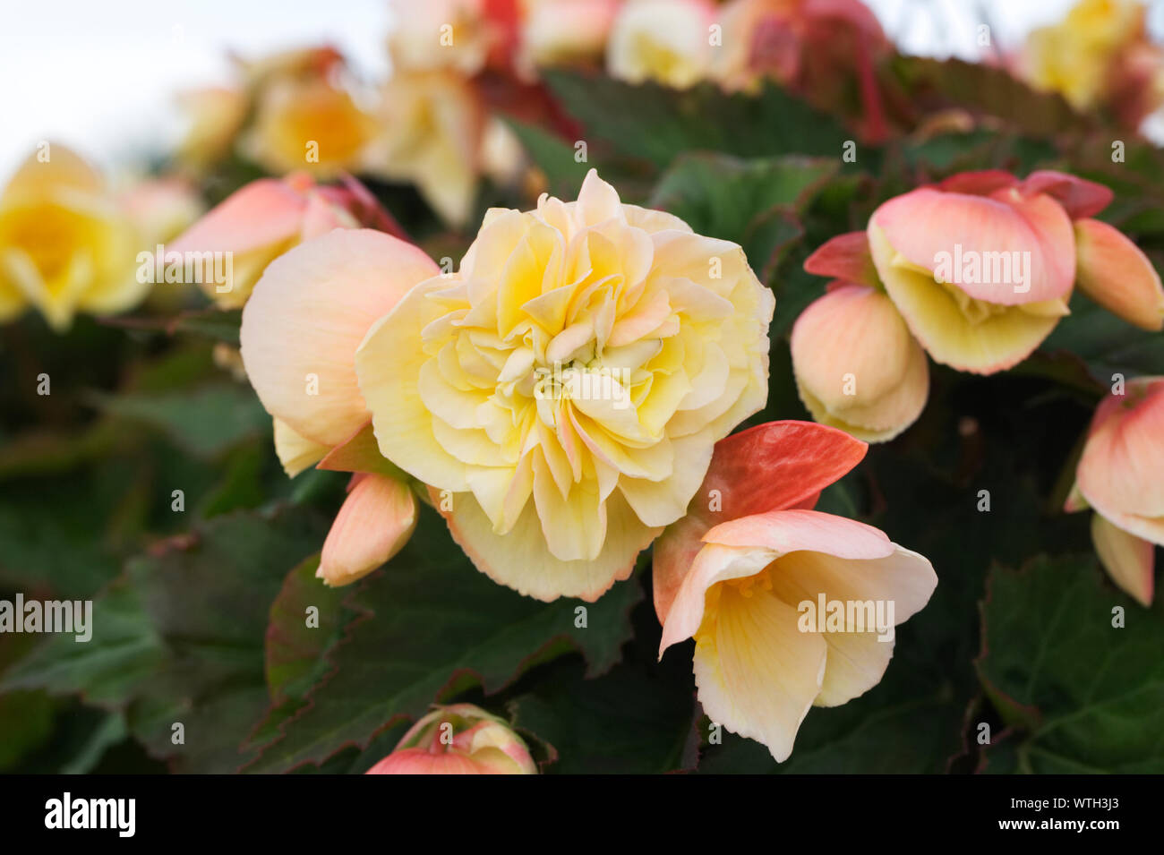 Begonia in una cesta appesa. Foto Stock