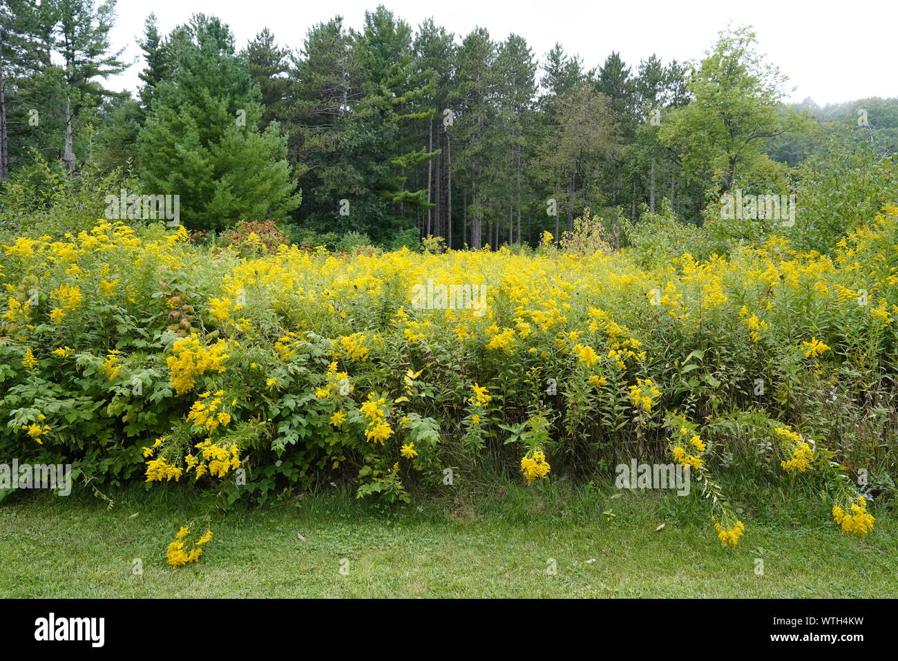 Fiore di oro al di fuori del campo di Campbellsport Foto Stock
