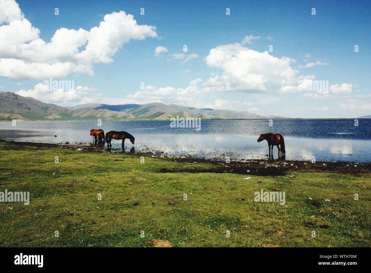 Cavalli nel lago Khovsgol contro Sky Foto Stock