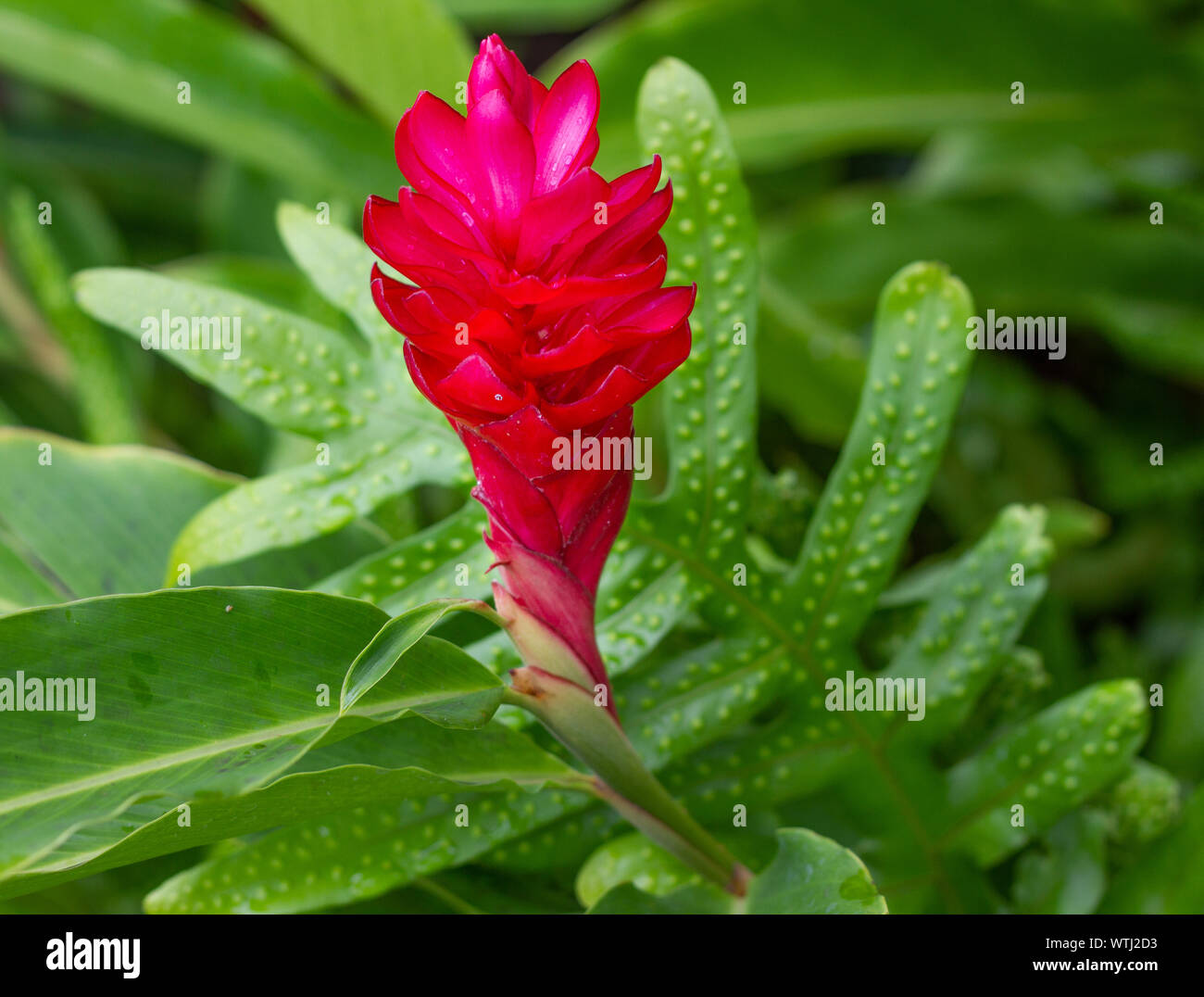 Hawaiian red ginger impianto circondato da foglie verdi. Foto Stock Hawaiian red ginger impianto circondato da foglie verdi. Foto Stock