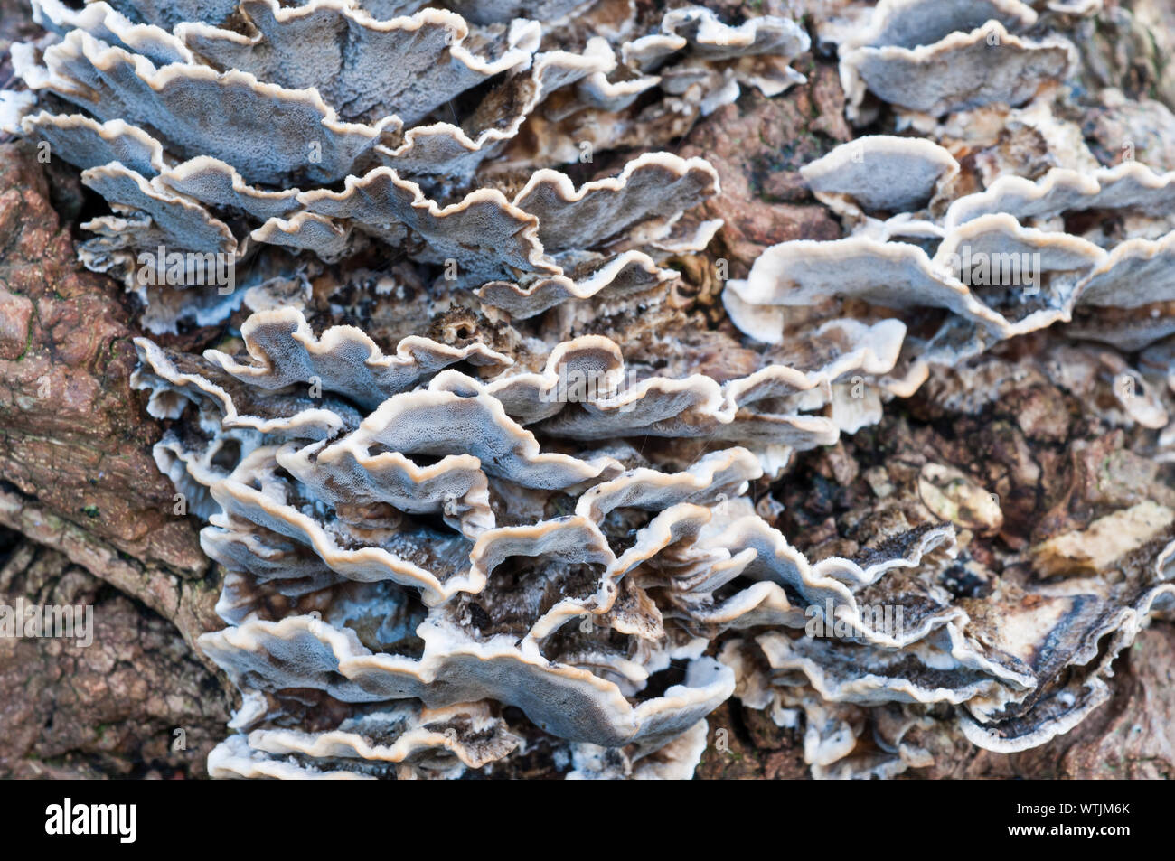 Non staffa senza branchie funghi Coriolus versicolor cresce su un fellen Albero morto Foto Stock