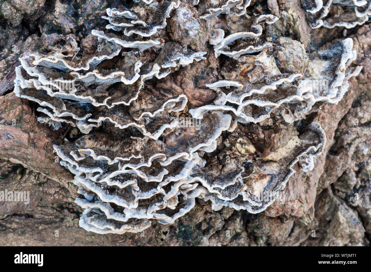 Non staffa senza branchie funghi Coriolus versicolor cresce su un fellen Albero morto Foto Stock
